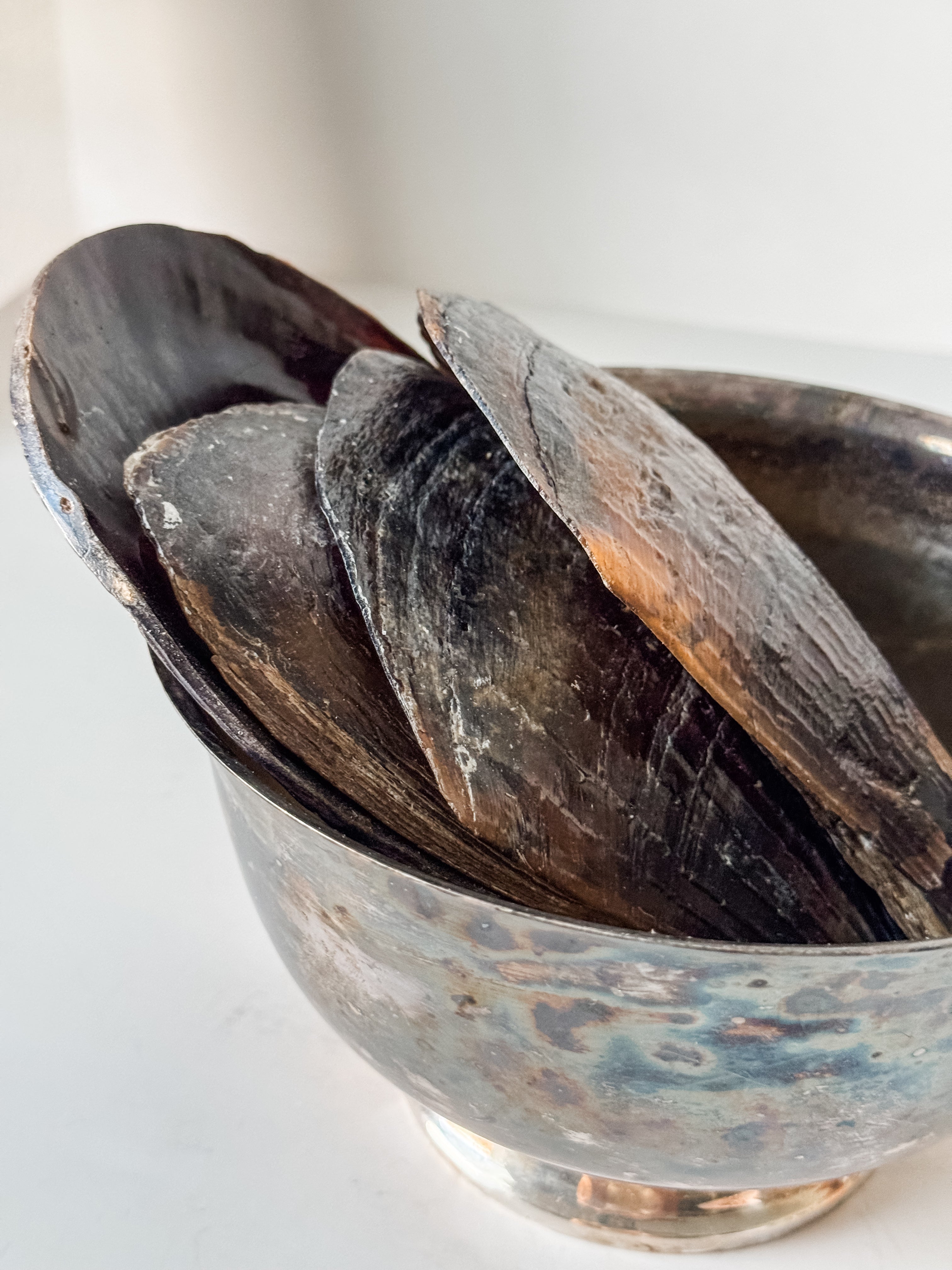 Vintage Patina Silver Footed Bowl With Collection Of Pen Clam Shells