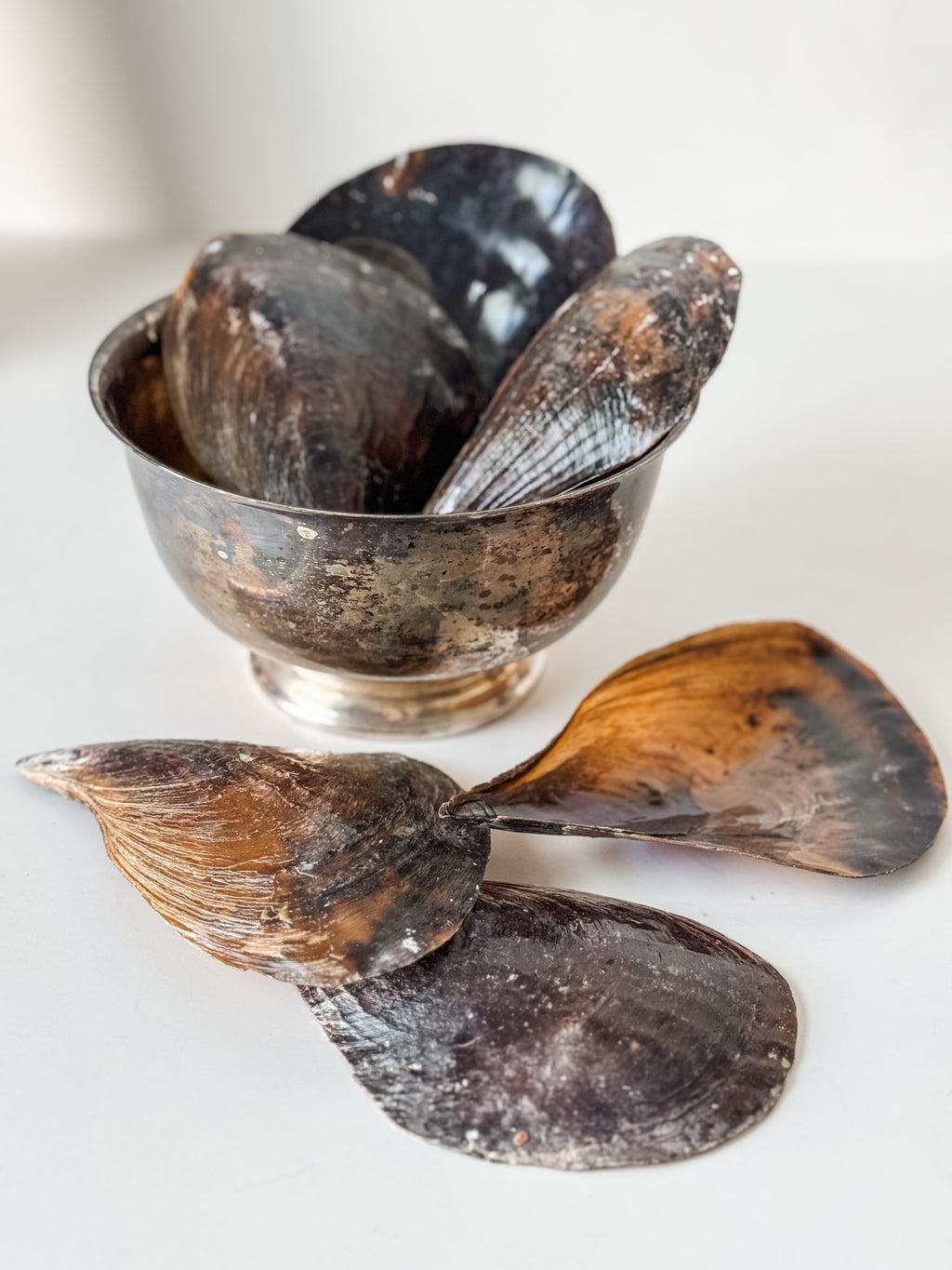 Vintage Patina Silver Footed Bowl With Collection Of Pen Clam Shells