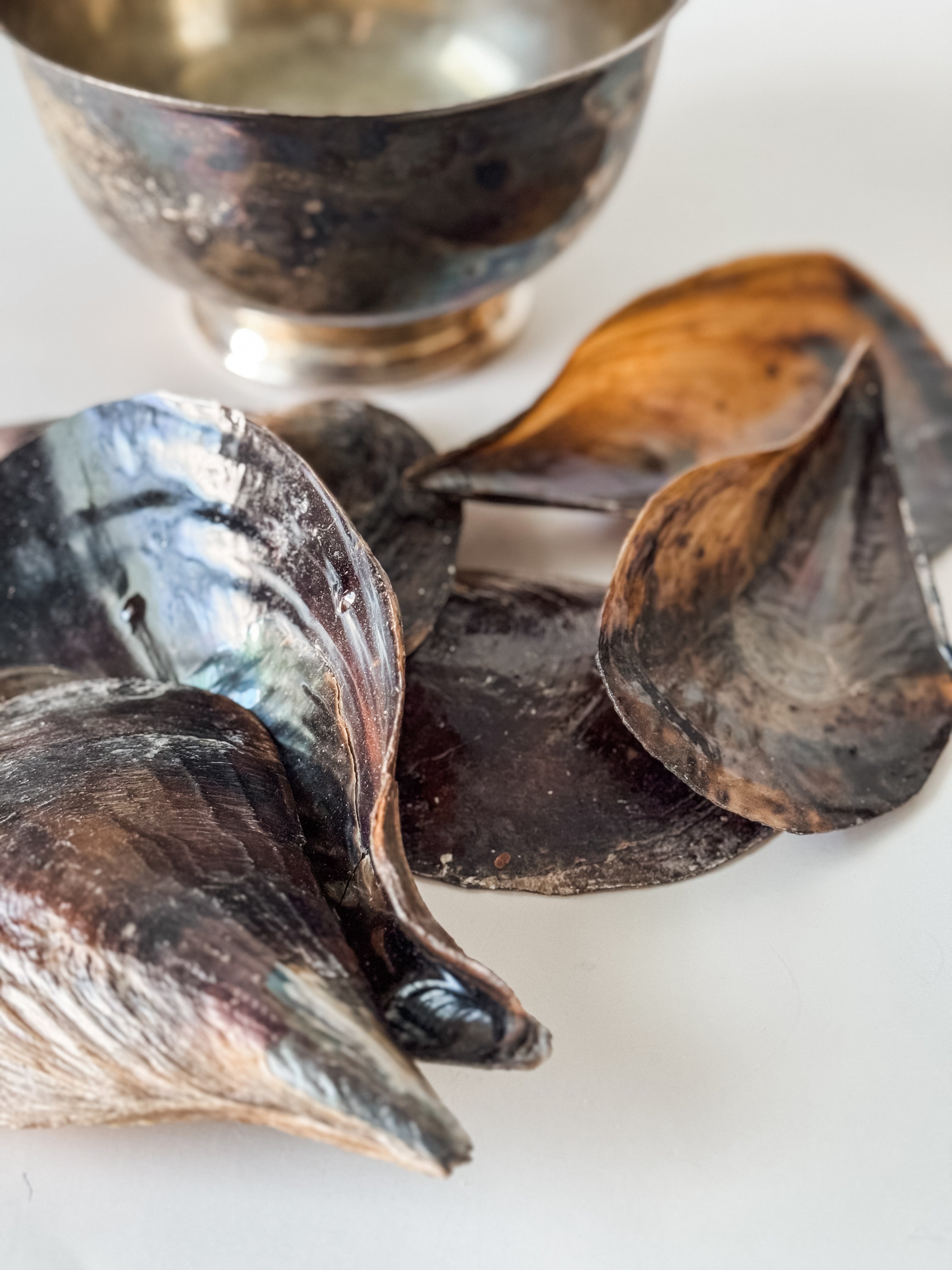 Vintage Patina Silver Footed Bowl With Collection Of Pen Clam Shells