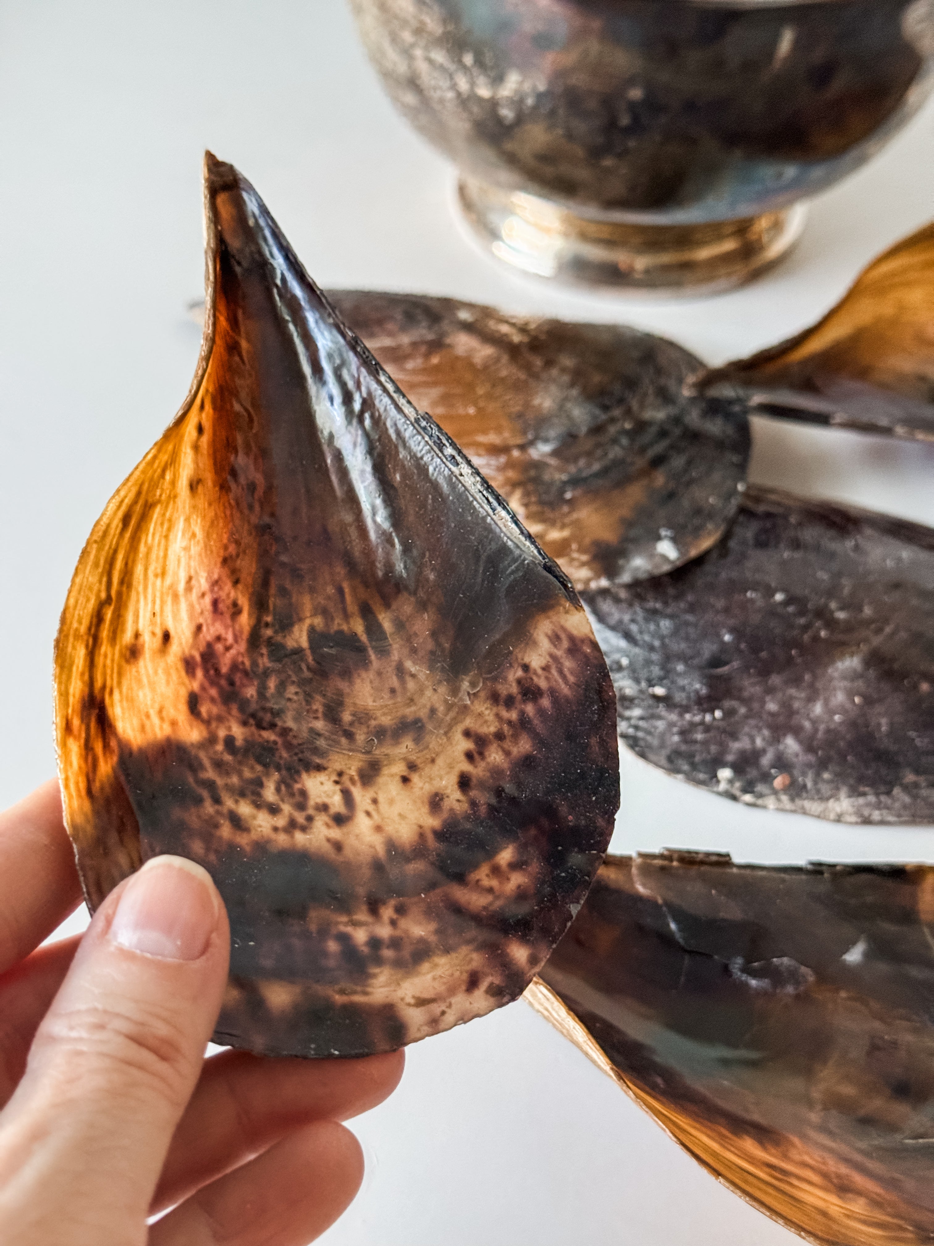 Vintage Patina Silver Footed Bowl With Collection Of Pen Clam Shells