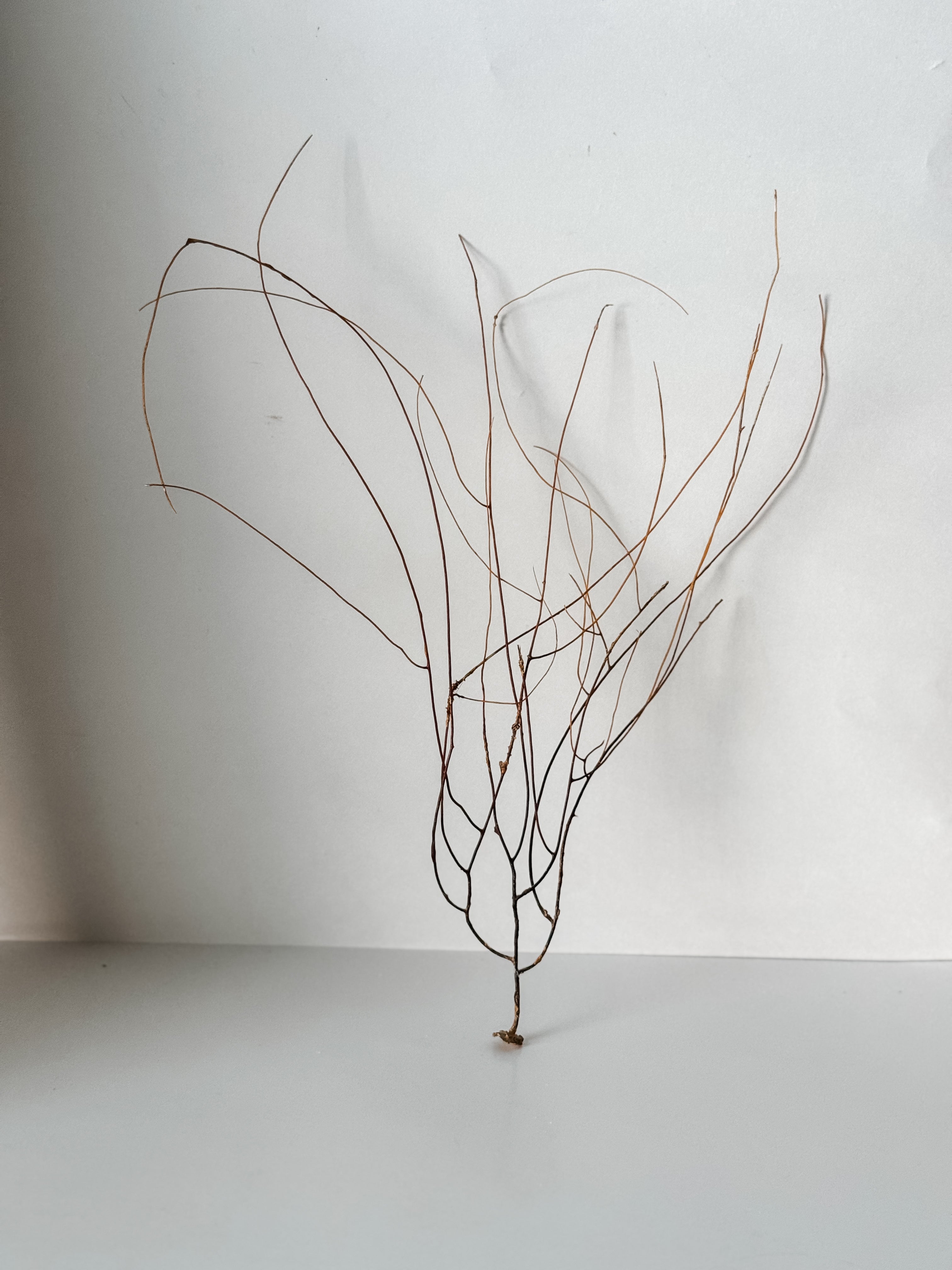 Delicate Vintage Aquarium Brown Sea Fan