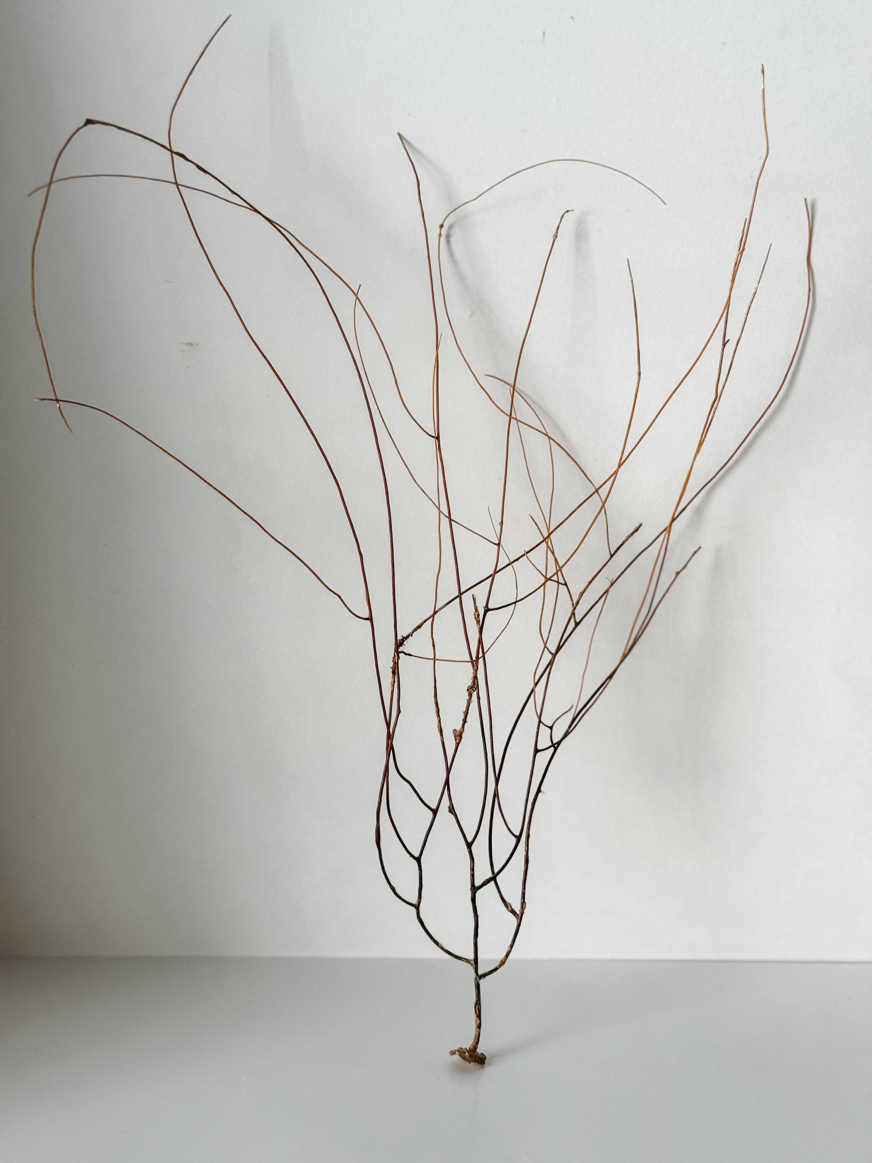 Delicate Vintage Aquarium Brown Sea Fan