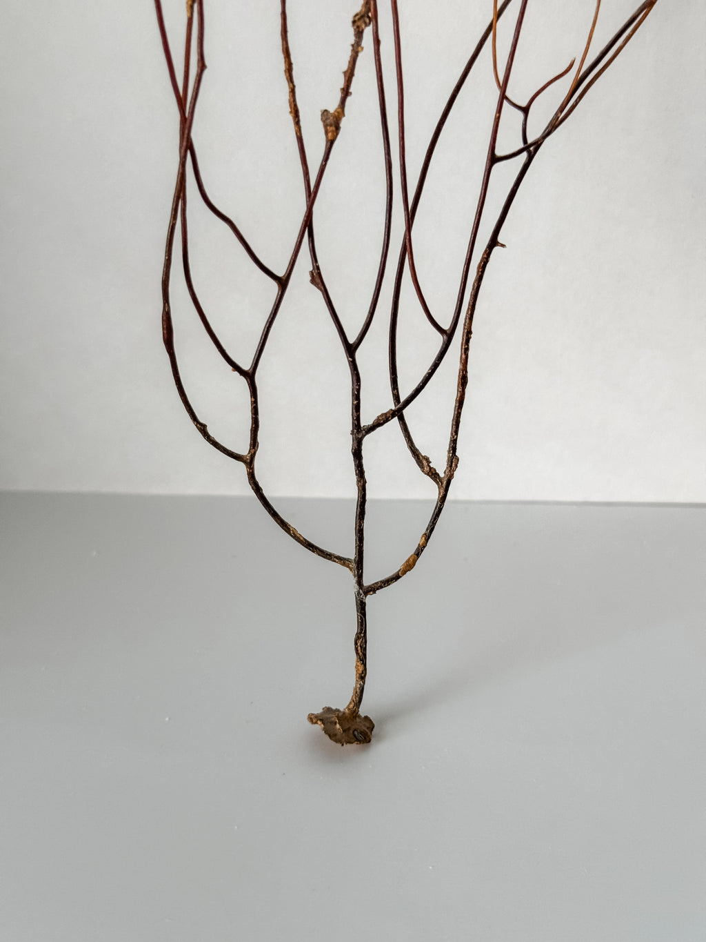 Delicate Vintage Aquarium Brown Sea Fan