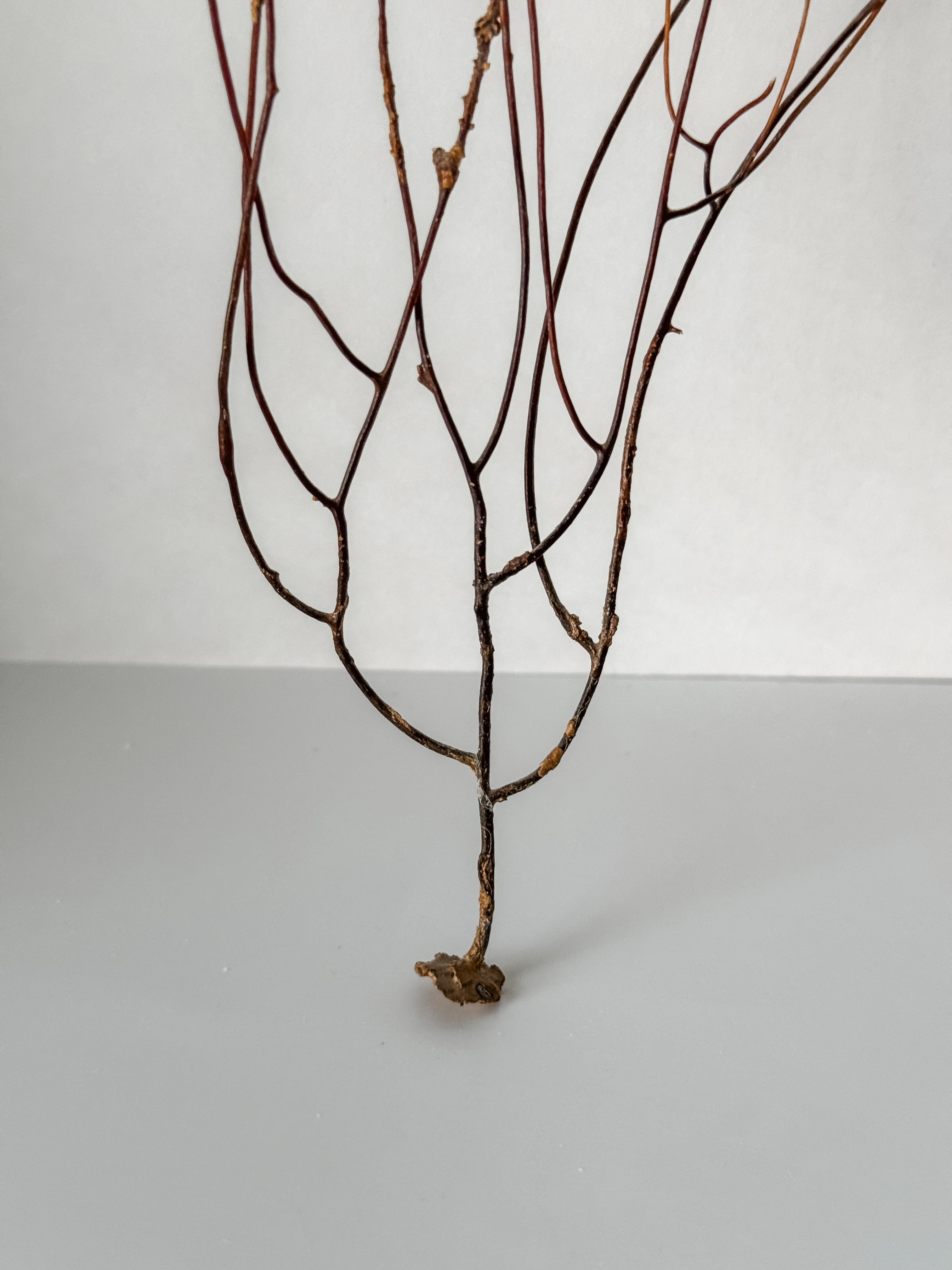 Delicate Vintage Aquarium Brown Sea Fan