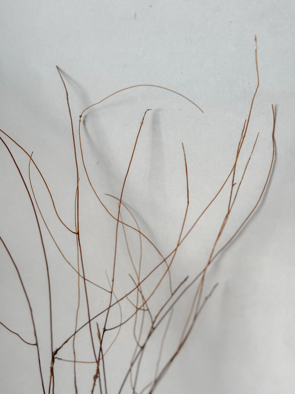 Delicate Vintage Aquarium Brown Sea Fan
