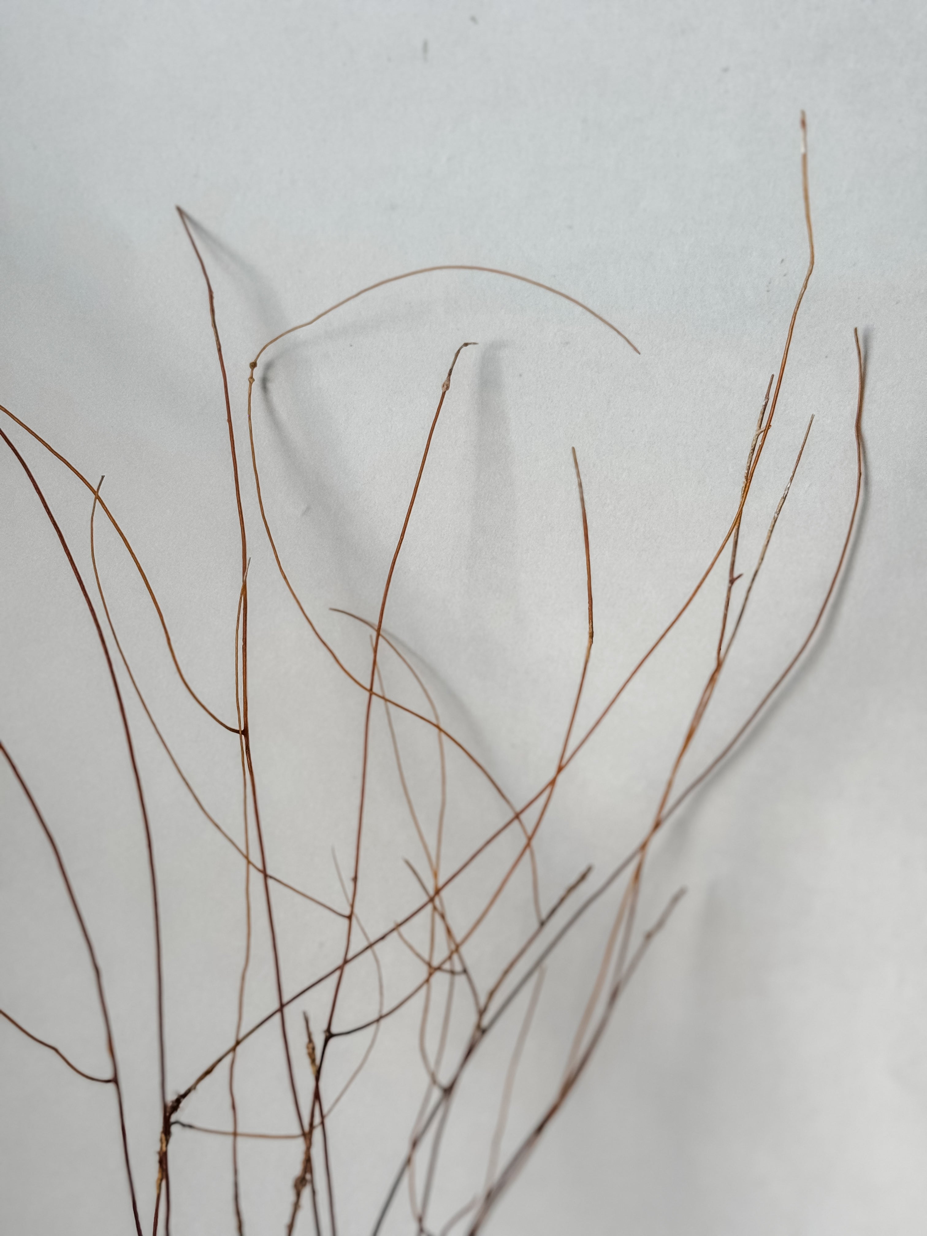 Delicate Vintage Aquarium Brown Sea Fan