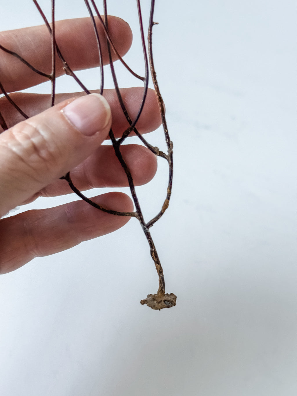 Delicate Vintage Aquarium Brown Sea Fan