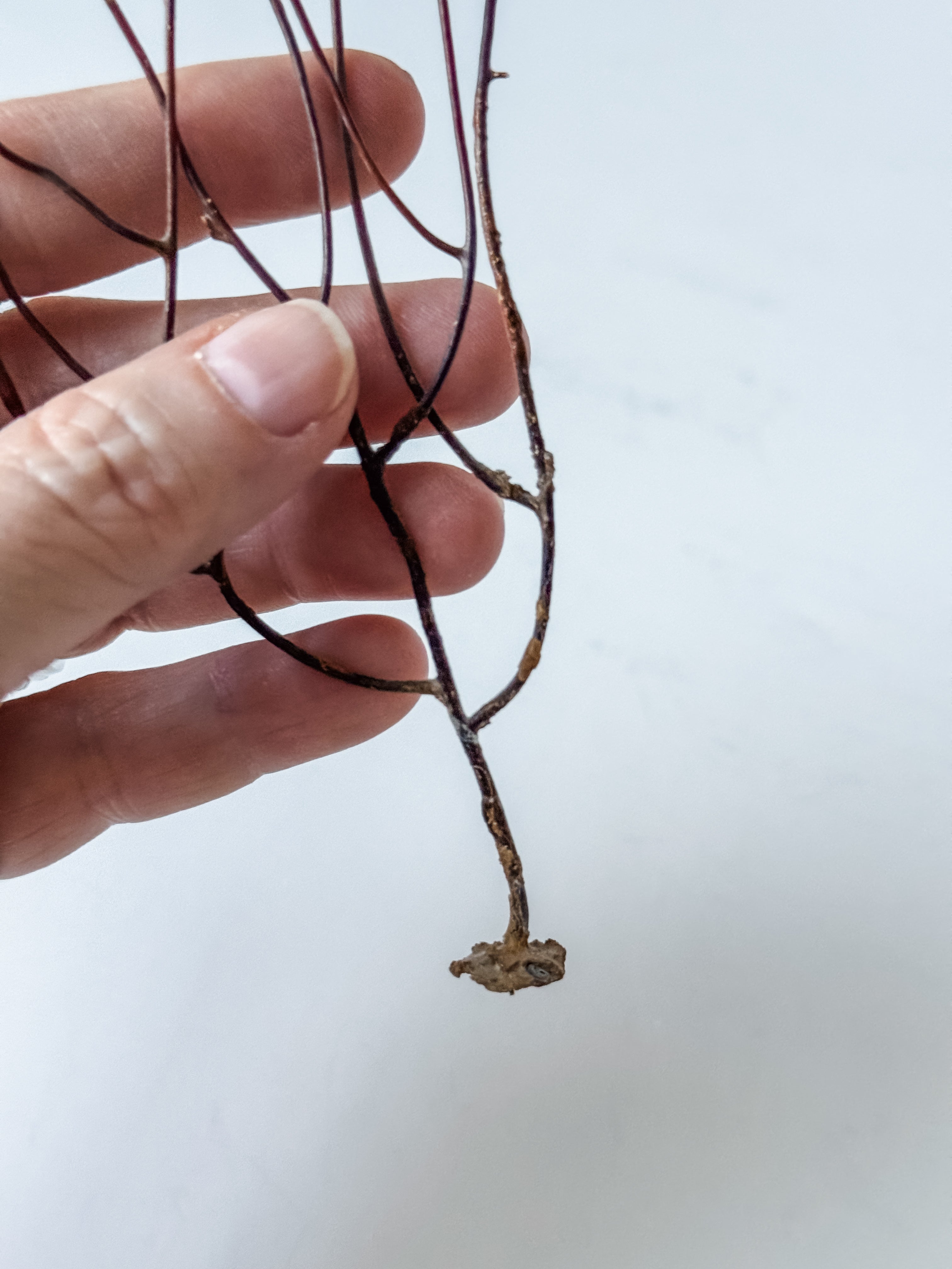 Delicate Vintage Aquarium Brown Sea Fan