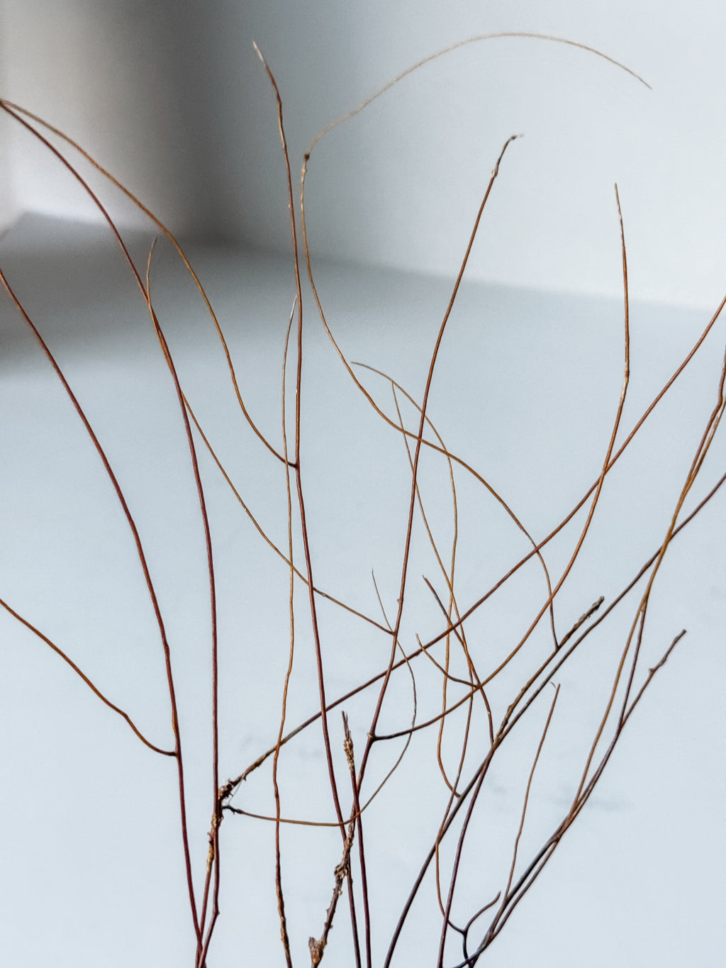 Delicate Vintage Aquarium Brown Sea Fan