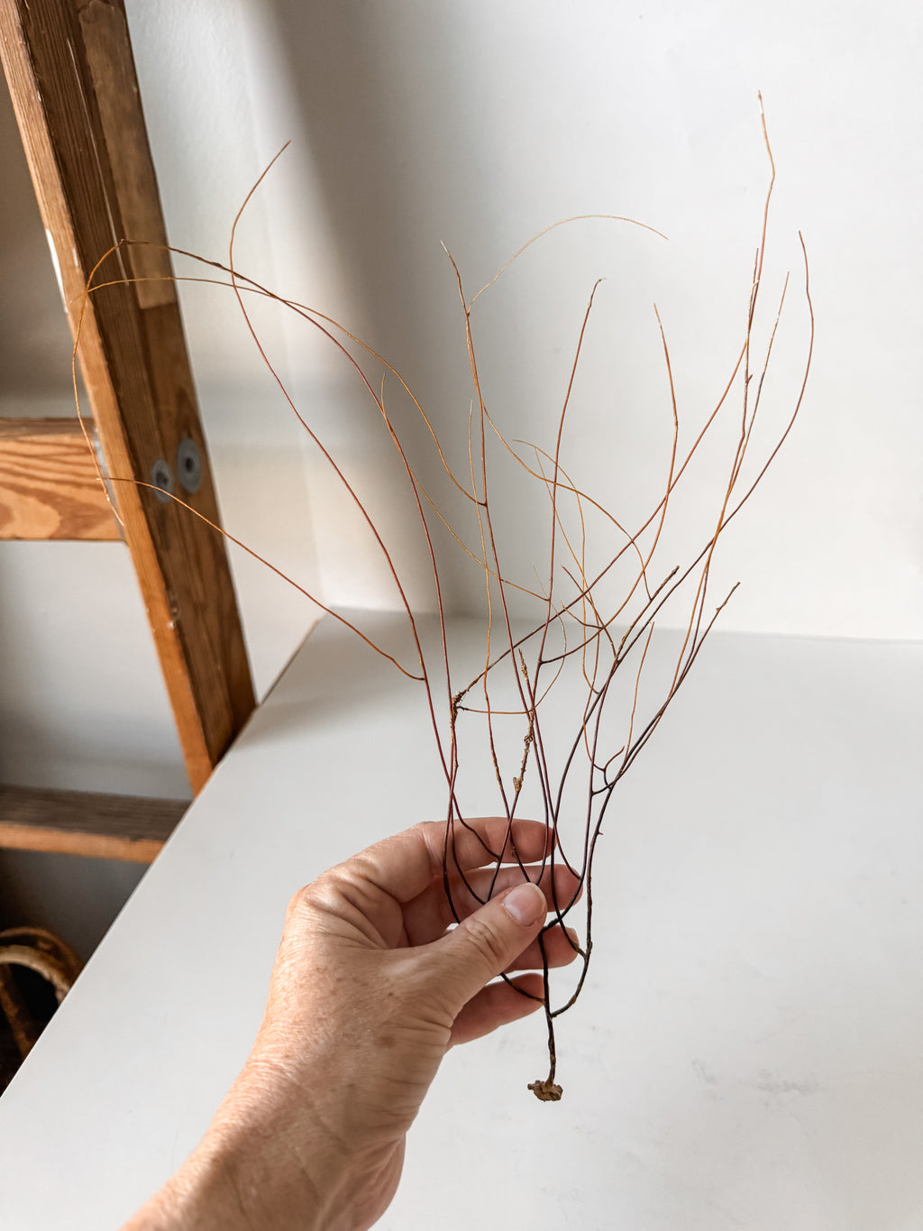 Delicate Vintage Aquarium Brown Sea Fan