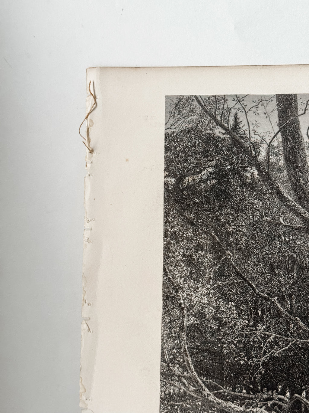 Antique Book Engraving Of Woman In The Woods Scene