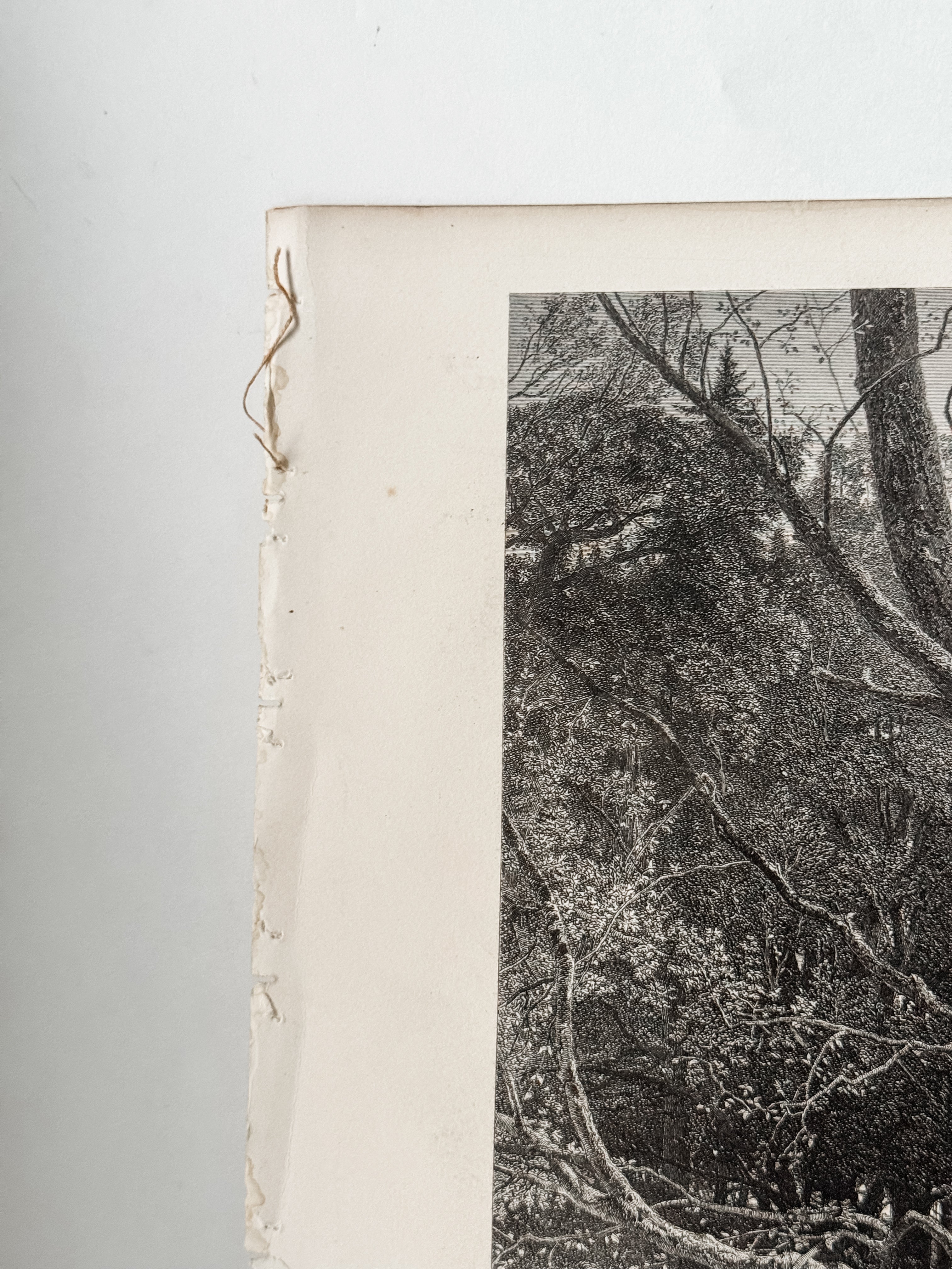 Antique Book Engraving Of Woman In The Woods Scene