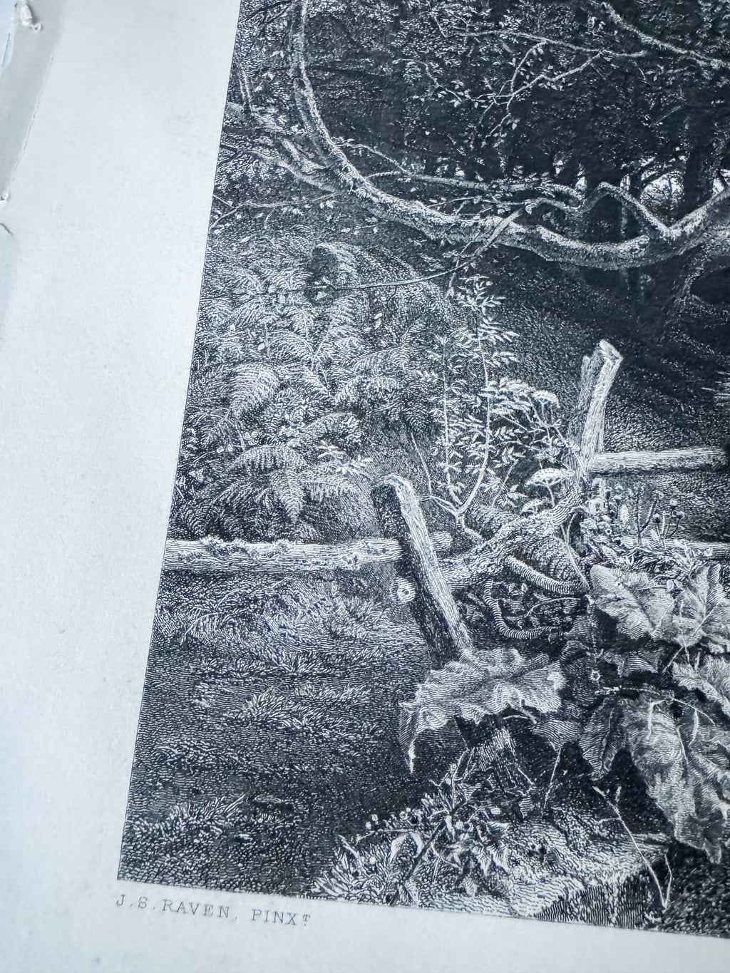 Antique Book Engraving Of Woman In The Woods Scene
