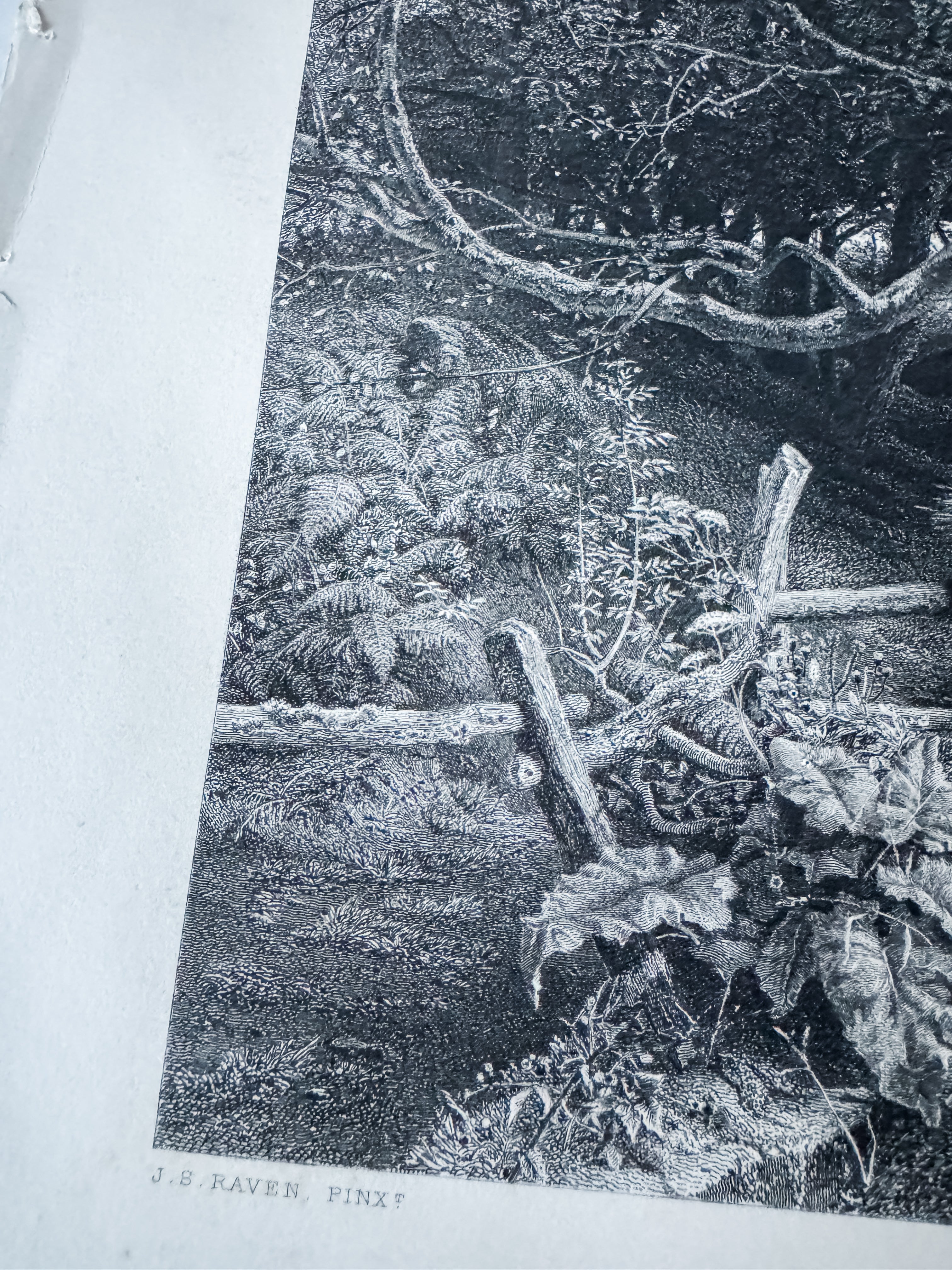 Antique Book Engraving Of Woman In The Woods Scene