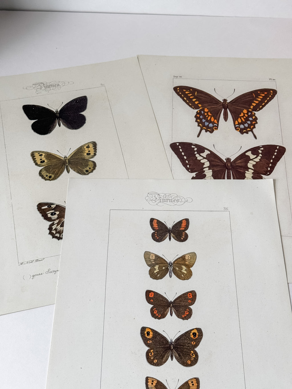 French Cardstock Vintage Butterfly Specimen Prints