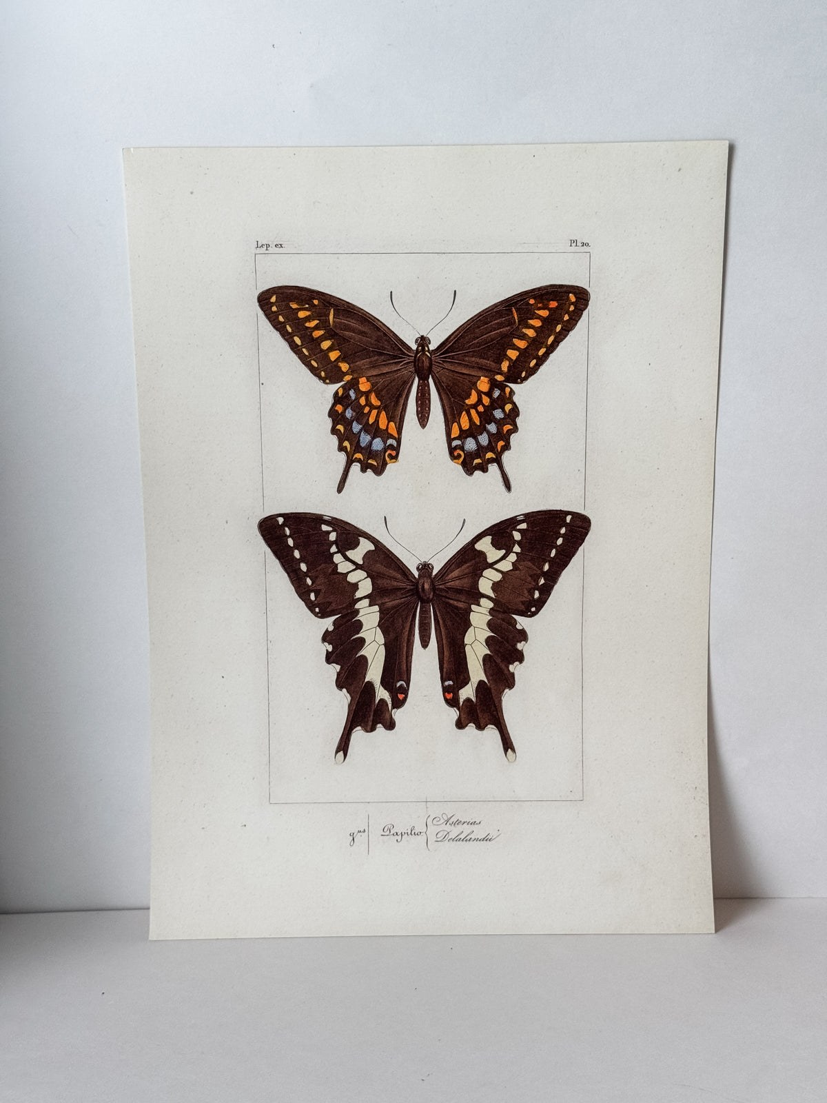 French Cardstock Vintage Butterfly Specimen Prints