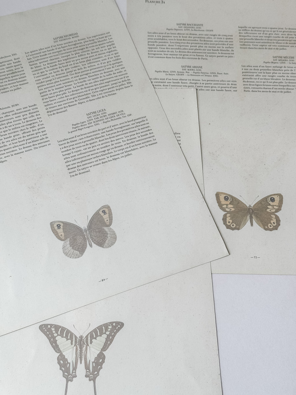 French Cardstock Vintage Butterfly Specimen Prints