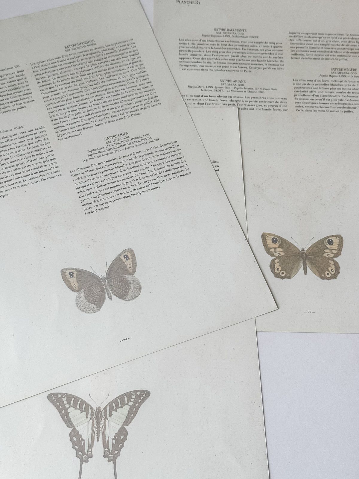 French Cardstock Vintage Butterfly Specimen Prints