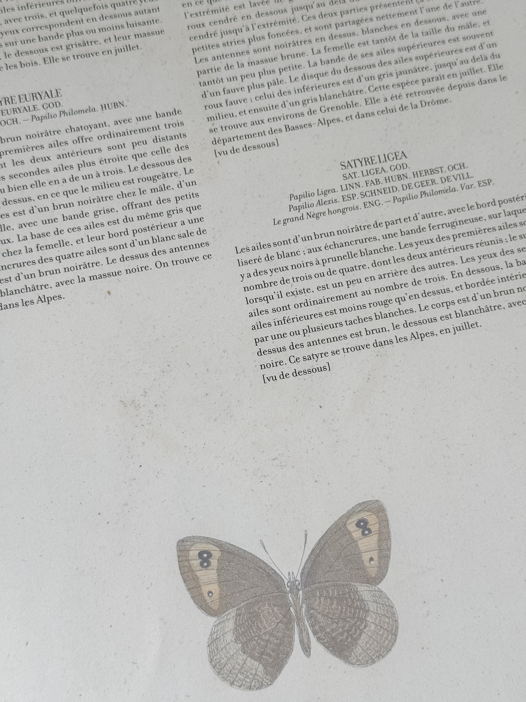 French Cardstock Vintage Butterfly Specimen Prints