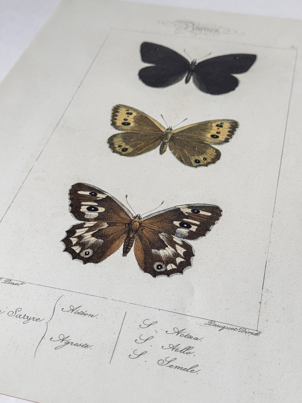 French Cardstock Vintage Butterfly Specimen Prints