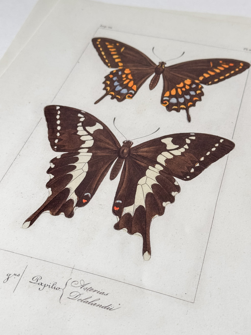French Cardstock Vintage Butterfly Specimen Prints