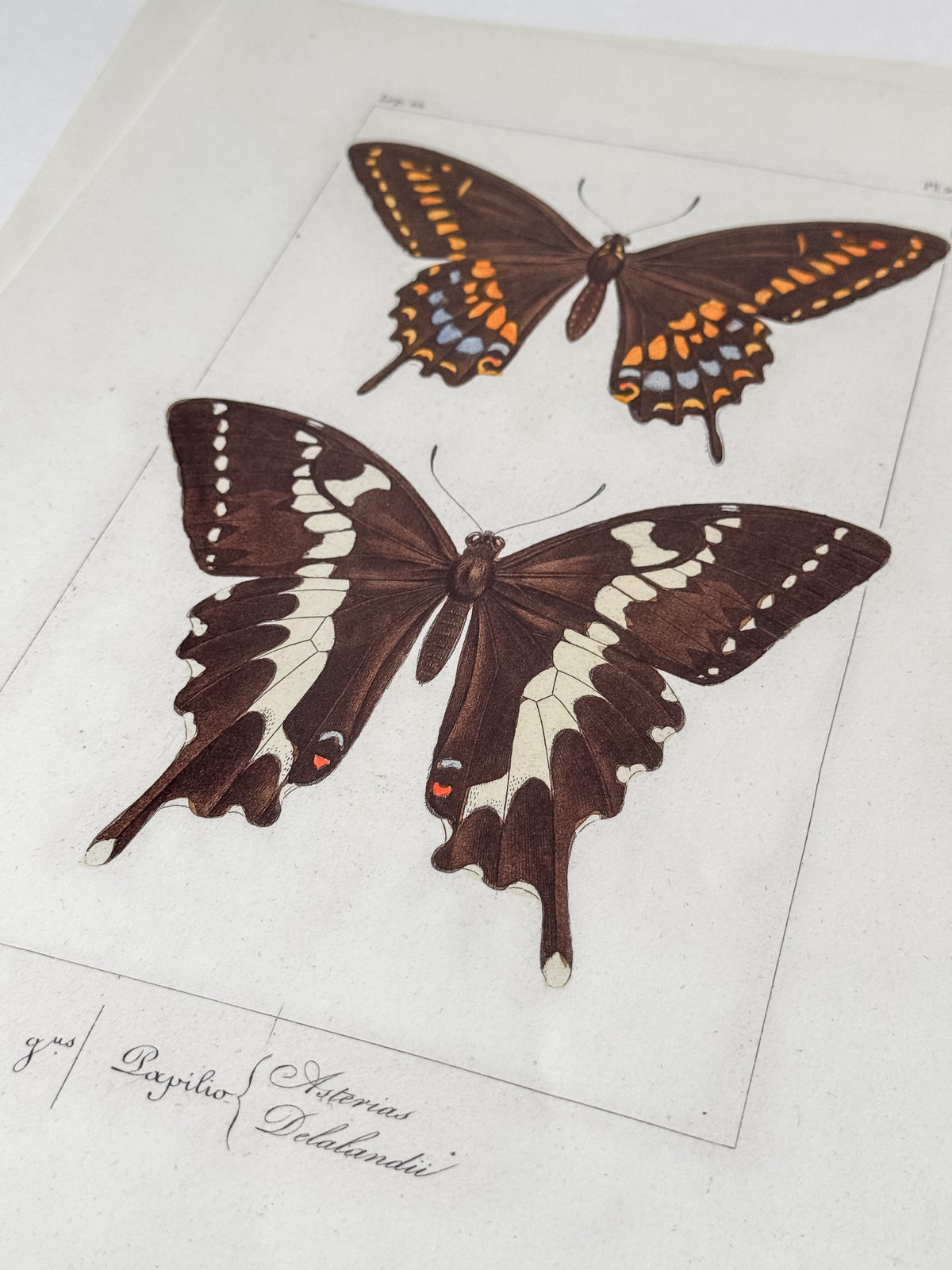 French Cardstock Vintage Butterfly Specimen Prints