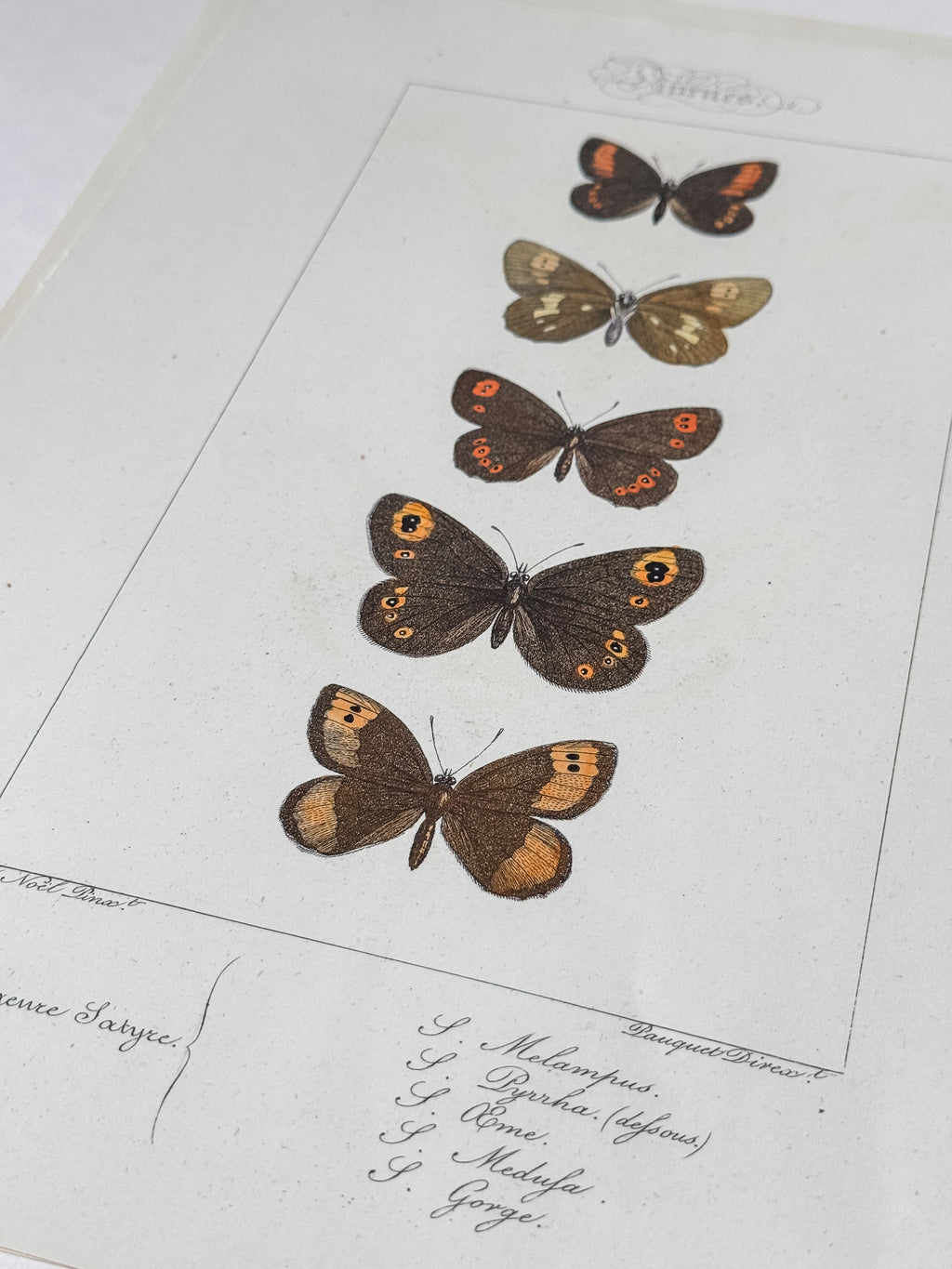 French Cardstock Vintage Butterfly Specimen Prints
