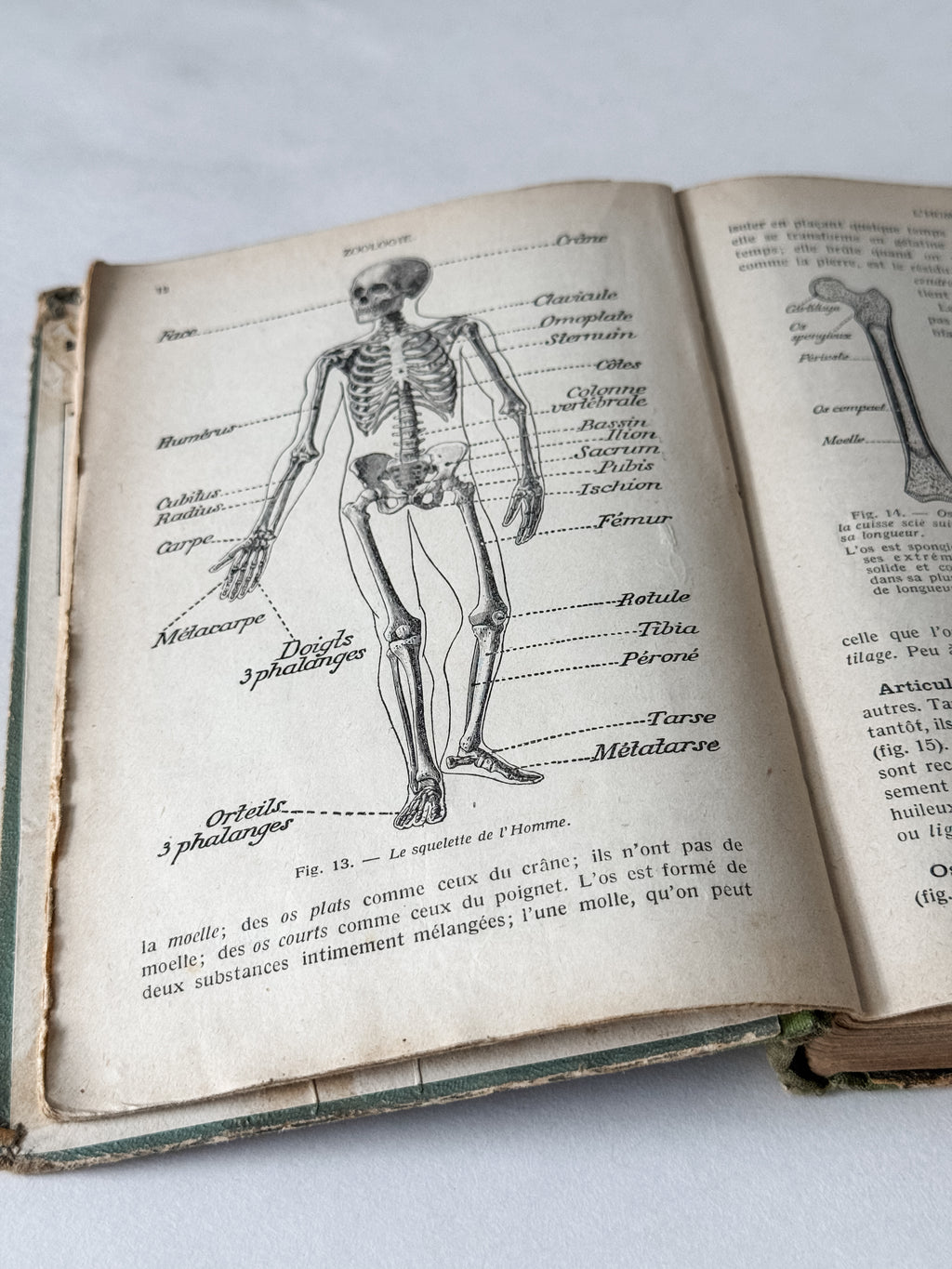 1931 Hardcover Parisian Zoology And Botany Book