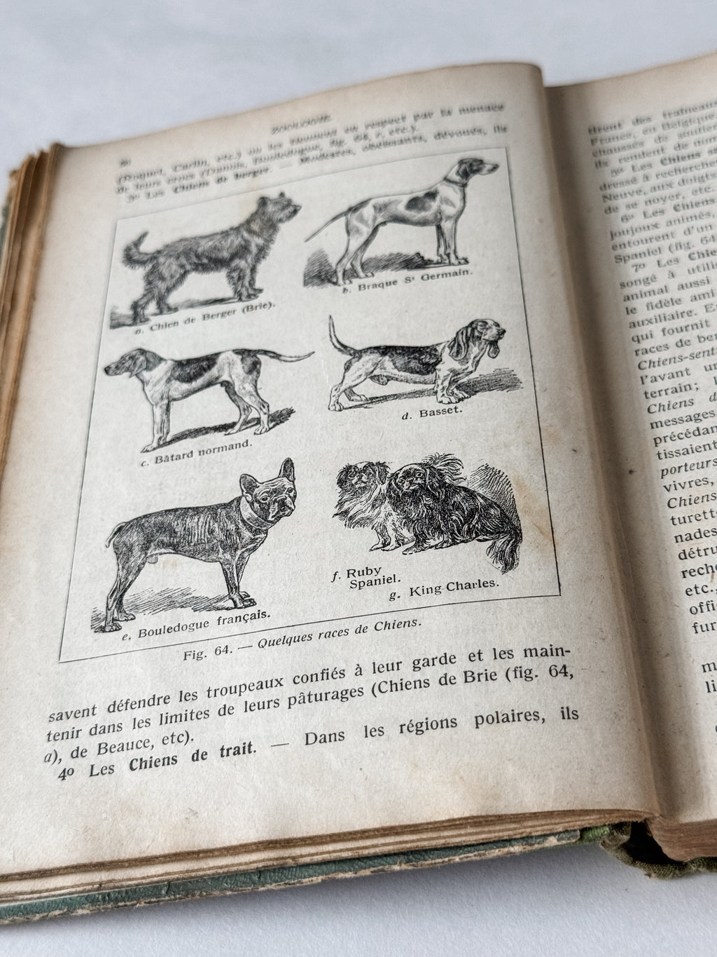 1931 Hardcover Parisian Zoology And Botany Book
