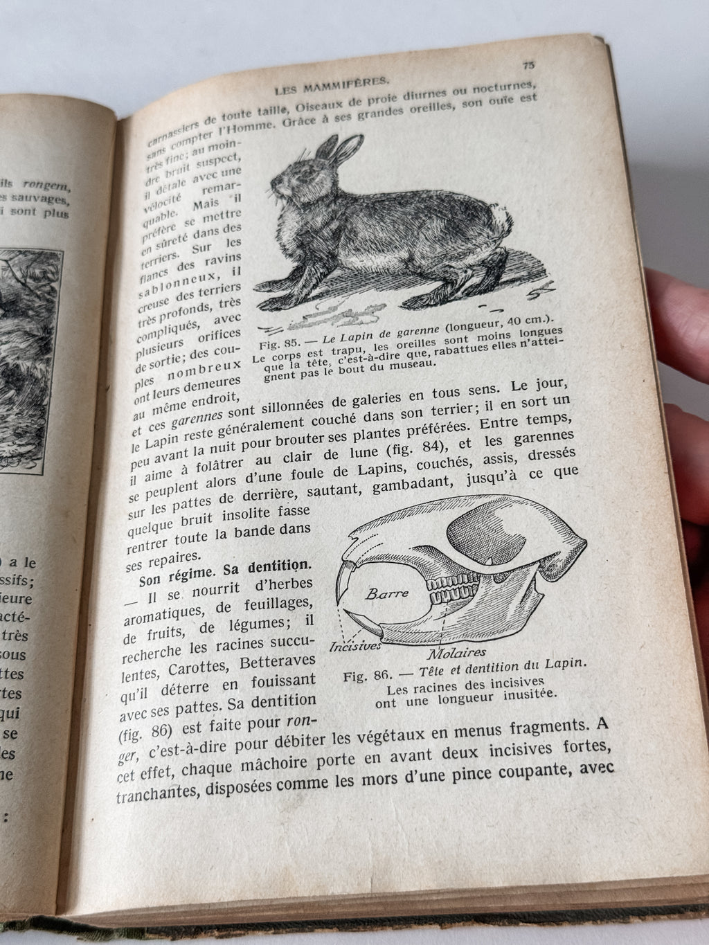 1931 Hardcover Parisian Zoology And Botany Book