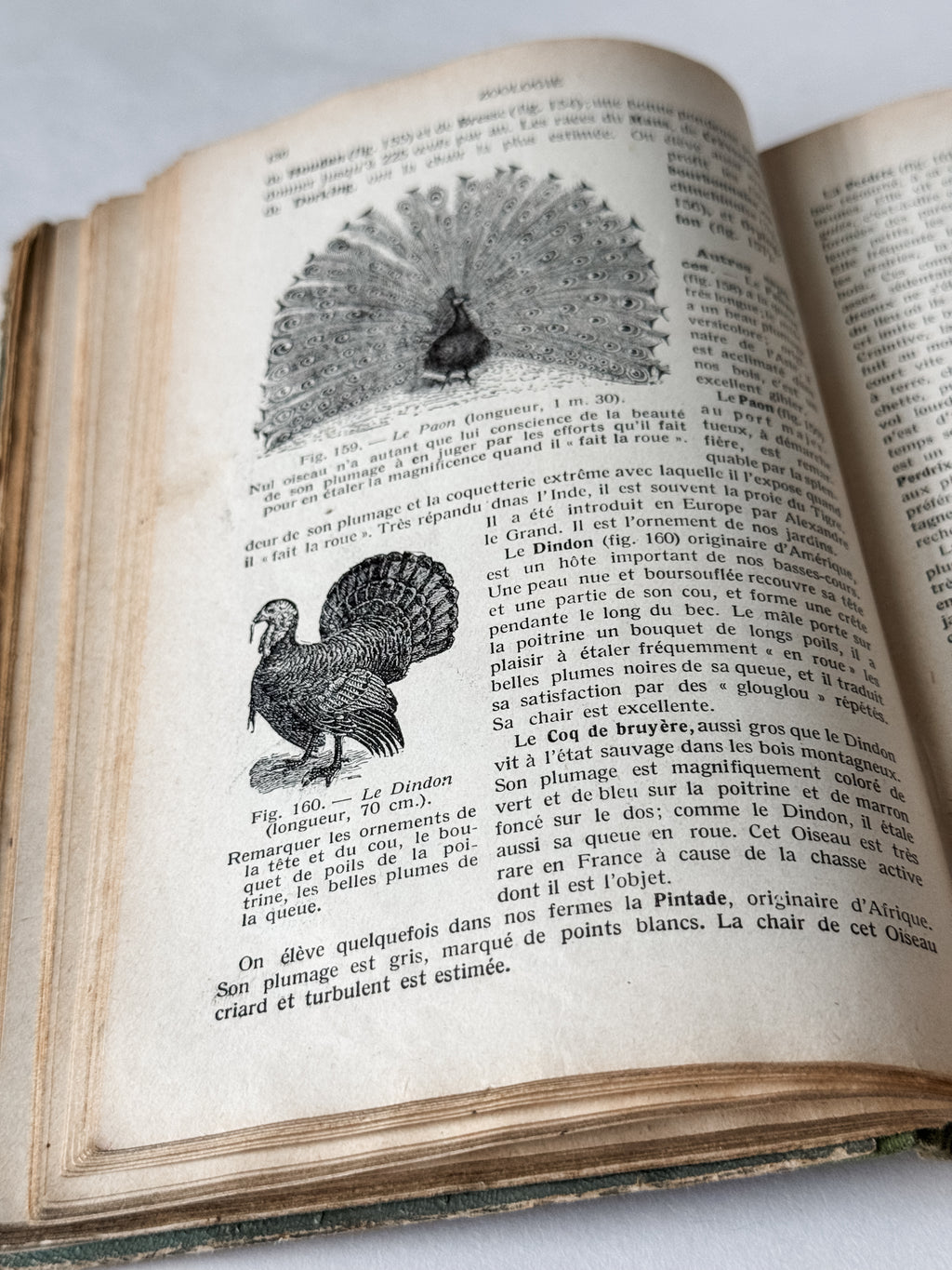 1931 Hardcover Parisian Zoology And Botany Book