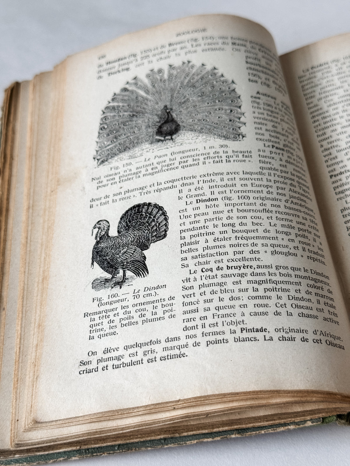1931 Hardcover Parisian Zoology And Botany Book
