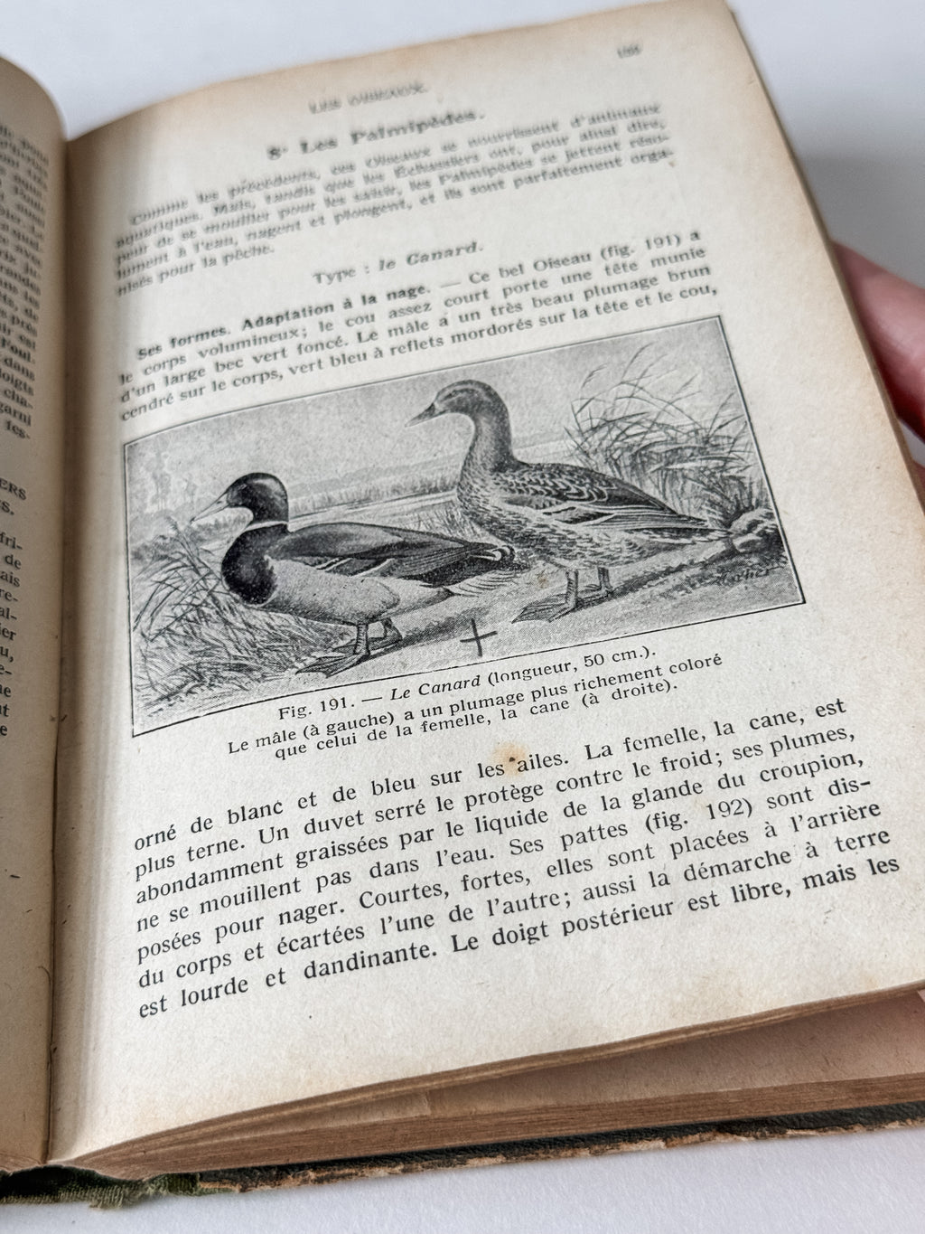 1931 Hardcover Parisian Zoology And Botany Book