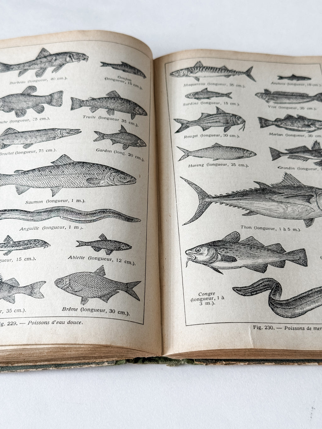 1931 Hardcover Parisian Zoology And Botany Book