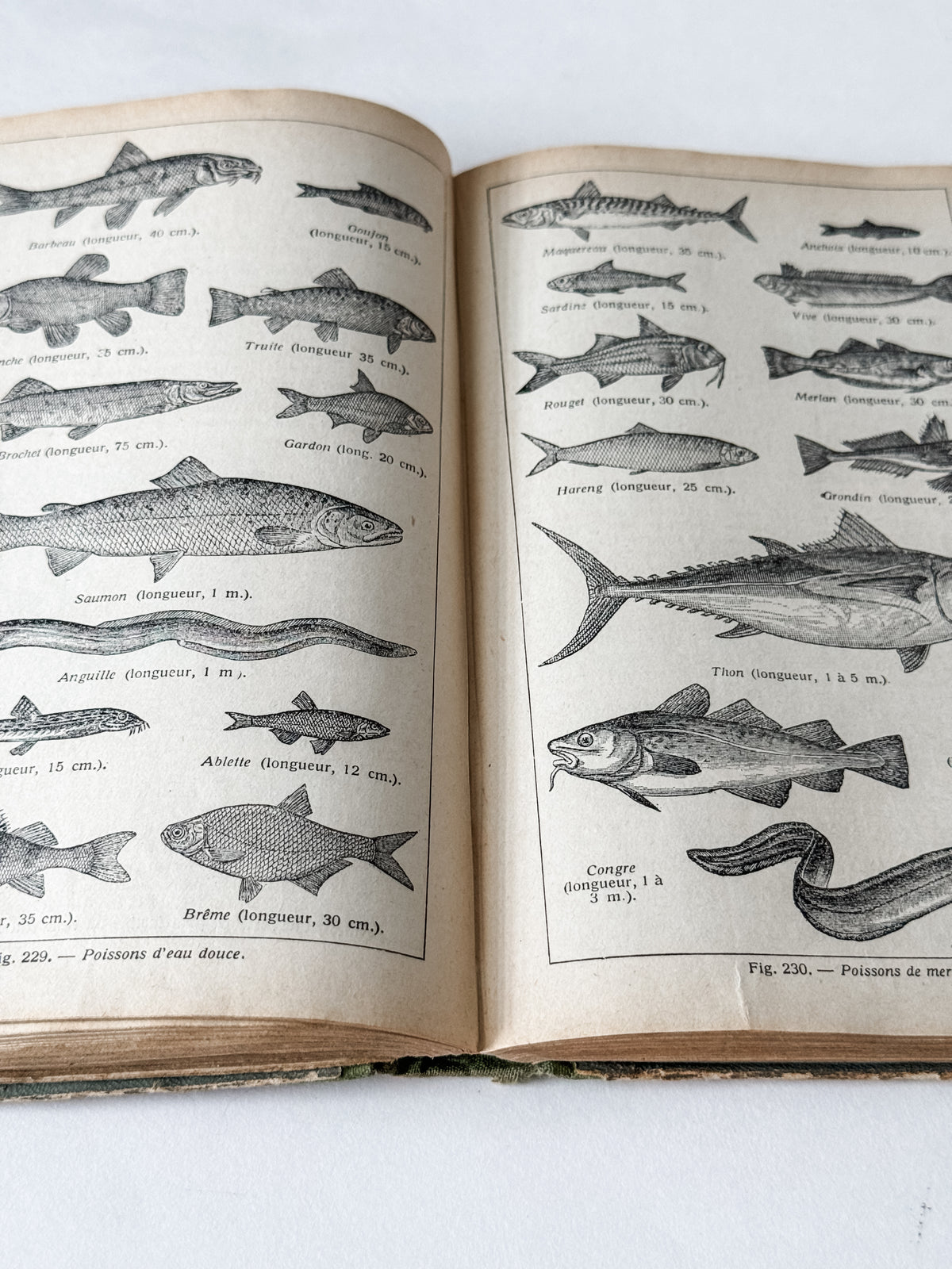 1931 Hardcover Parisian Zoology And Botany Book