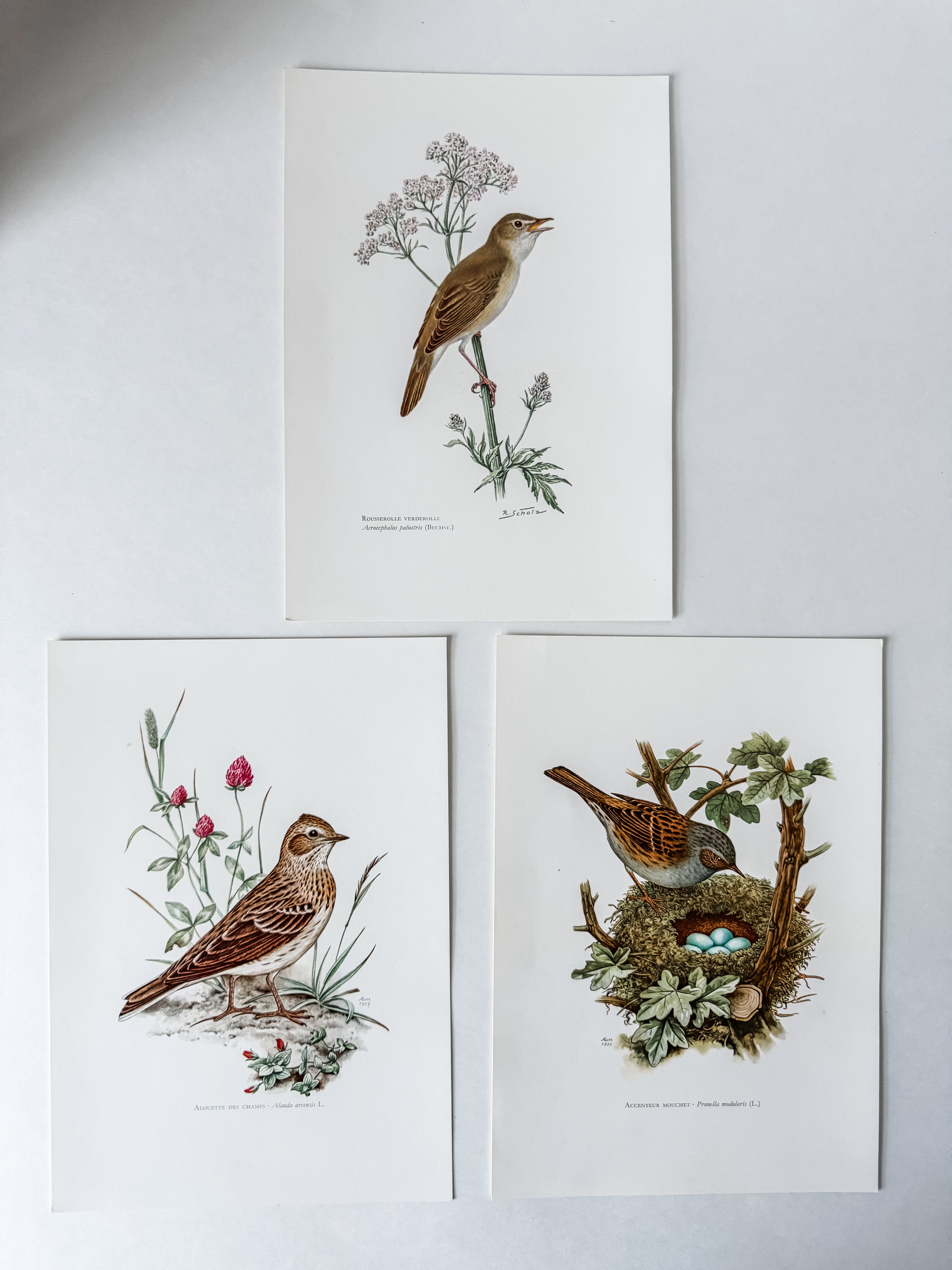 Vintage French Cardstock 1950s Bird Print