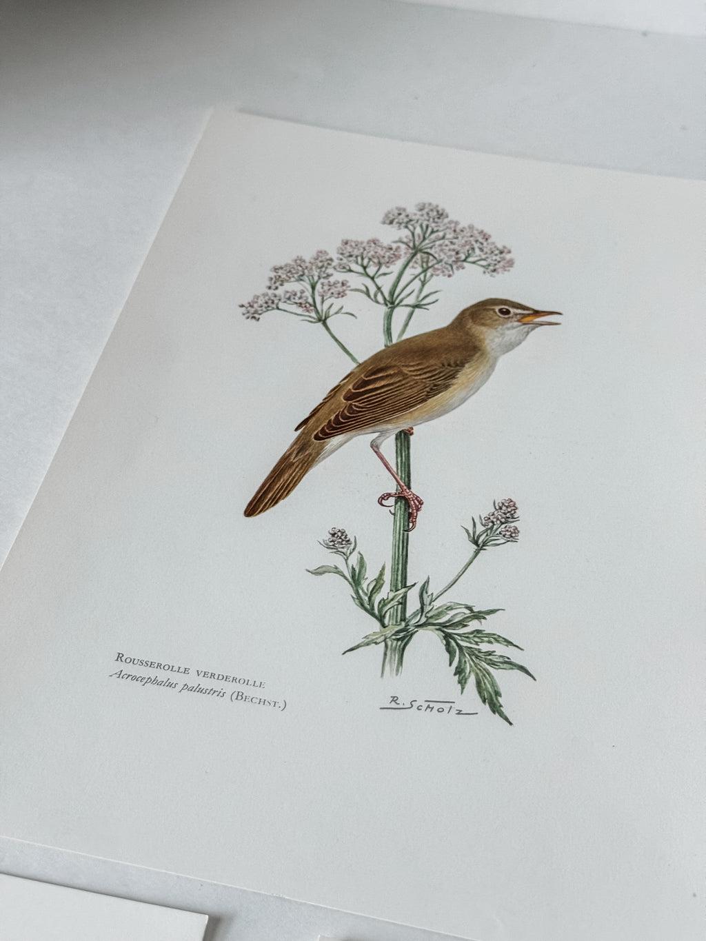 Vintage French Cardstock 1950s Bird Print