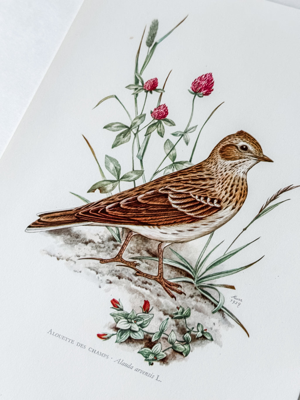 Vintage French Cardstock 1950s Bird Print
