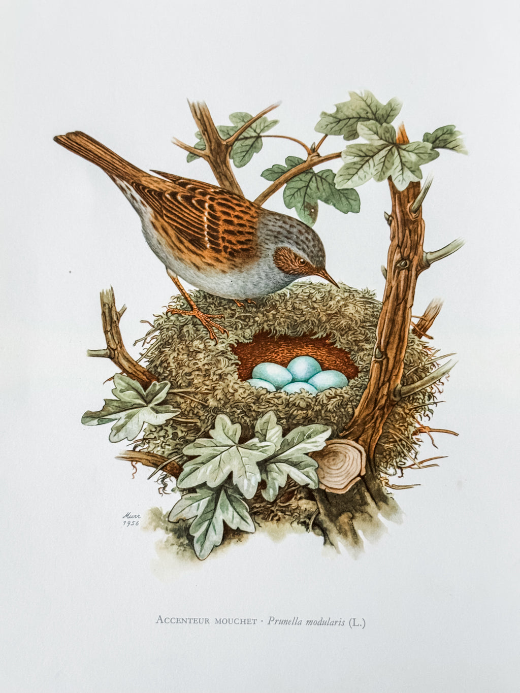 Vintage French Cardstock 1950s Bird Print