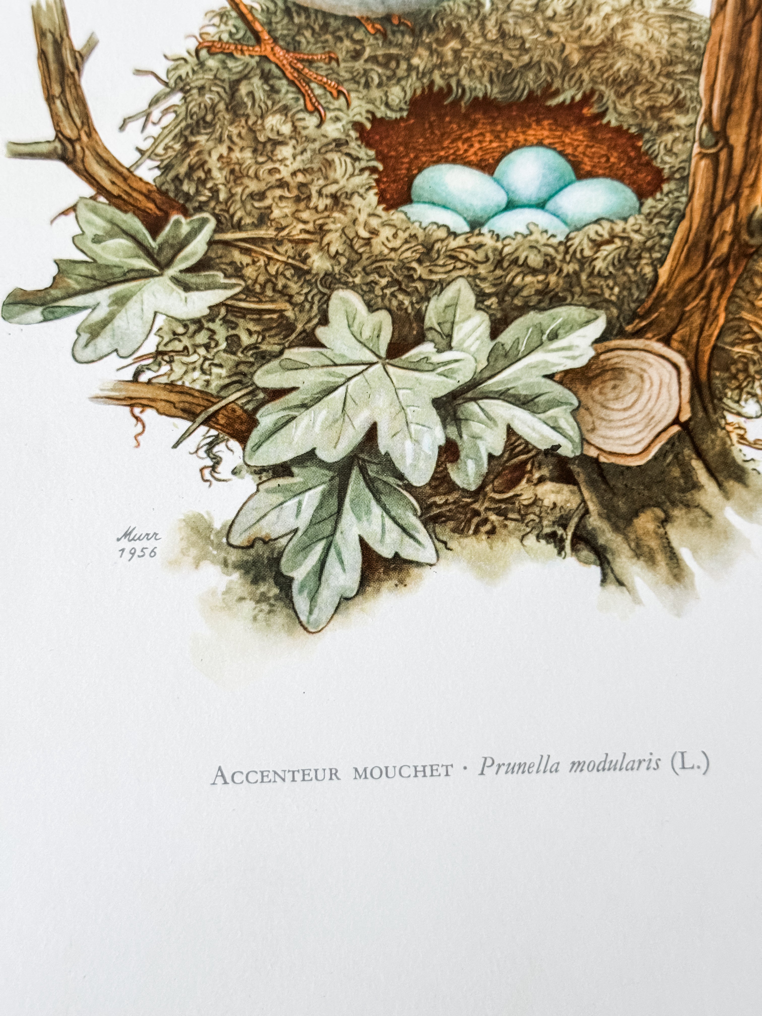 Vintage French Cardstock 1950s Bird Print