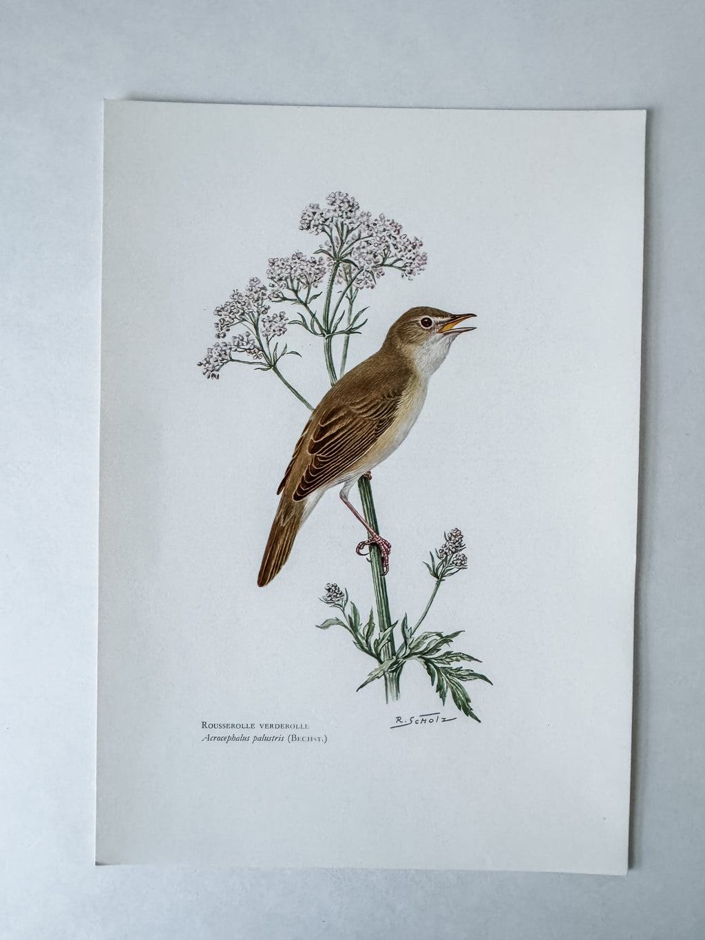 Vintage French Cardstock 1950s Bird Print