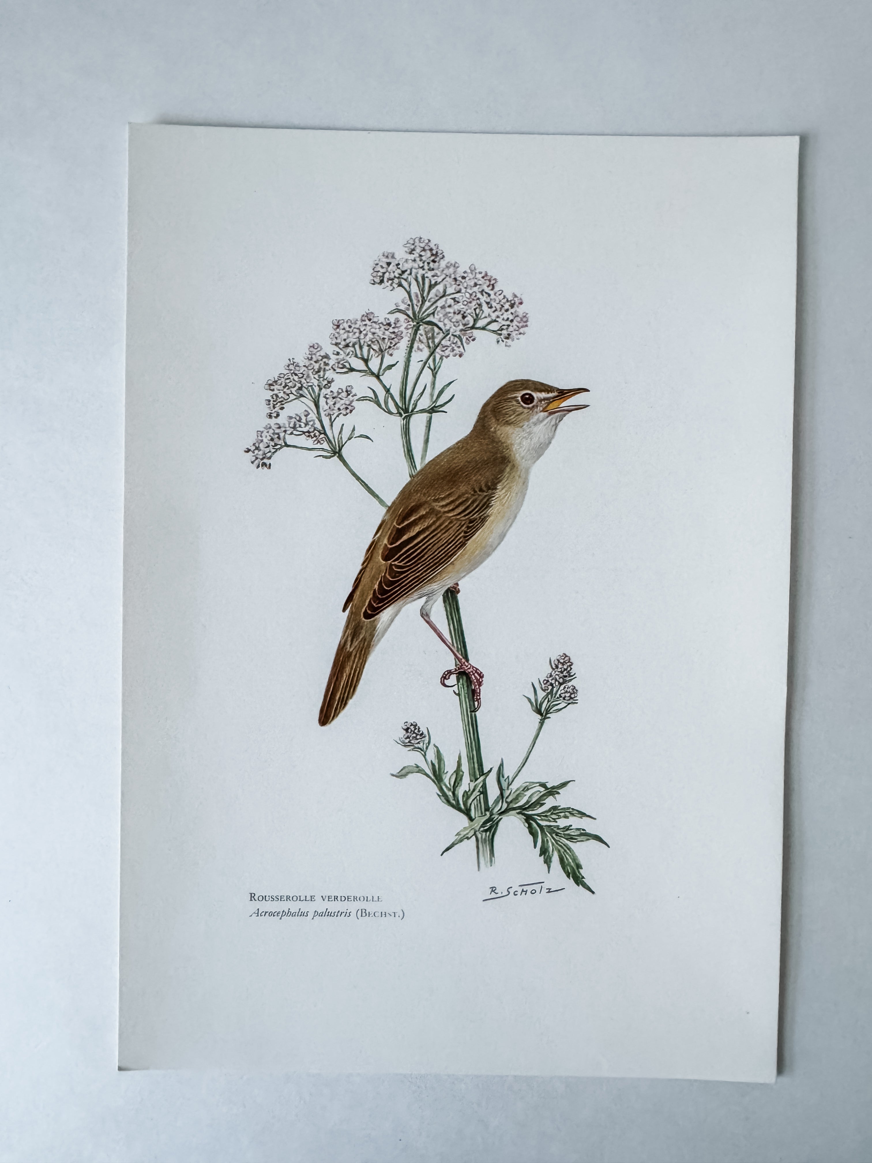 Vintage French Cardstock 1950s Bird Print