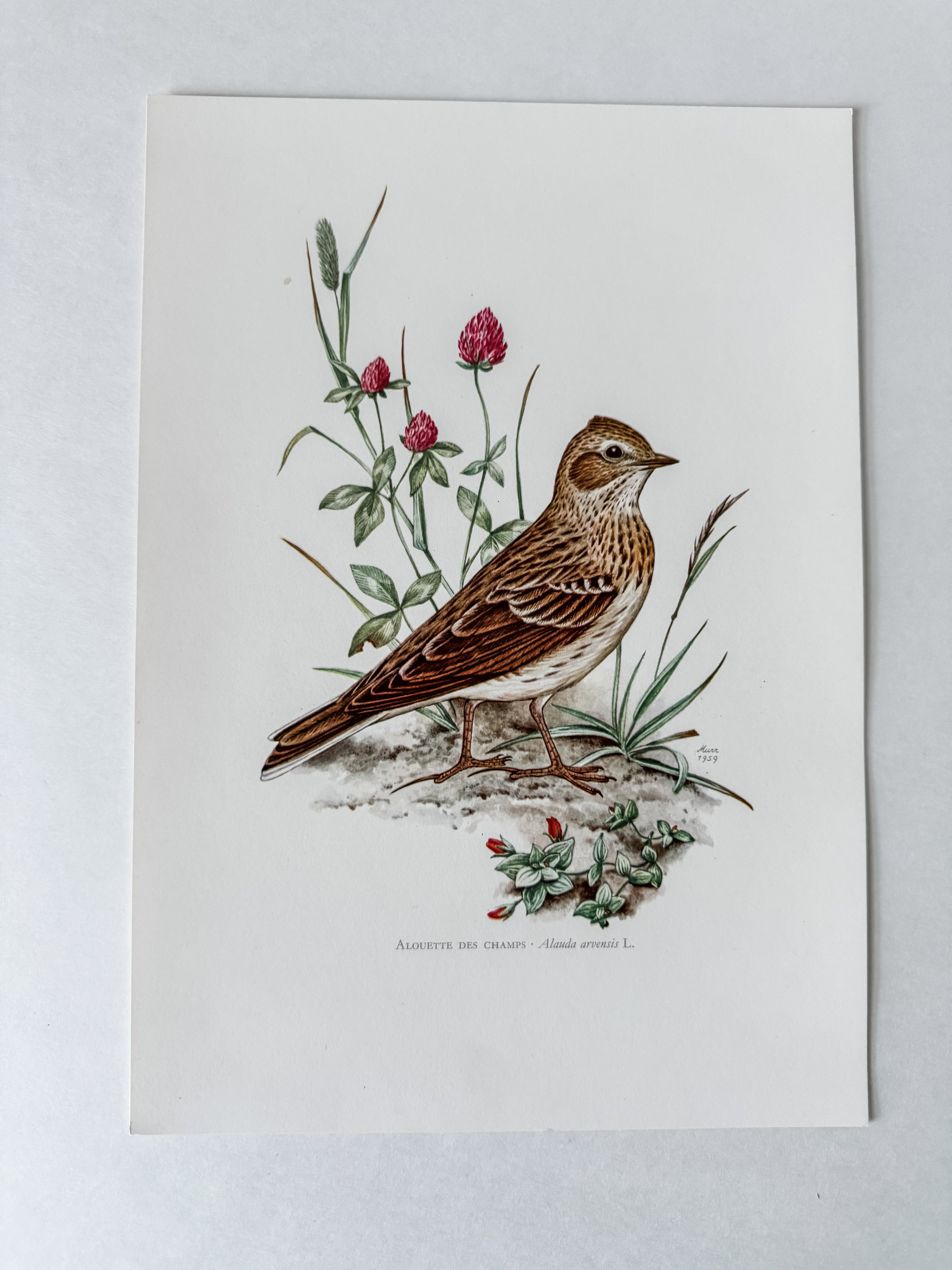 Vintage French Cardstock 1950s Bird Print