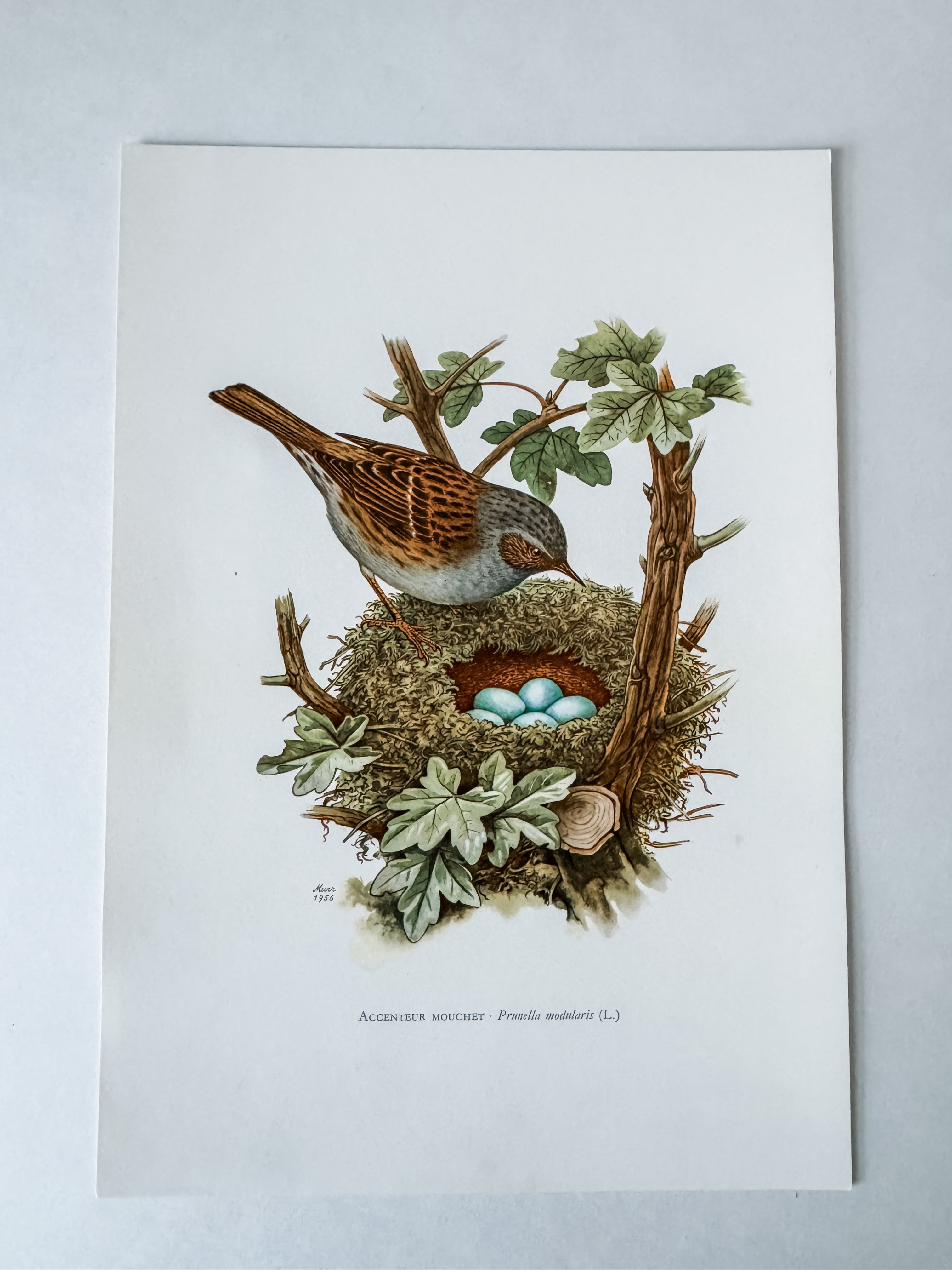 Vintage French Cardstock 1950s Bird Print