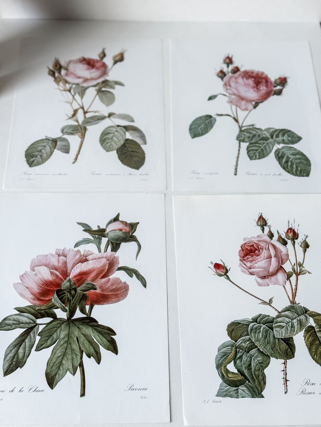 Vintage French Cardstock Rose And Floral Prints