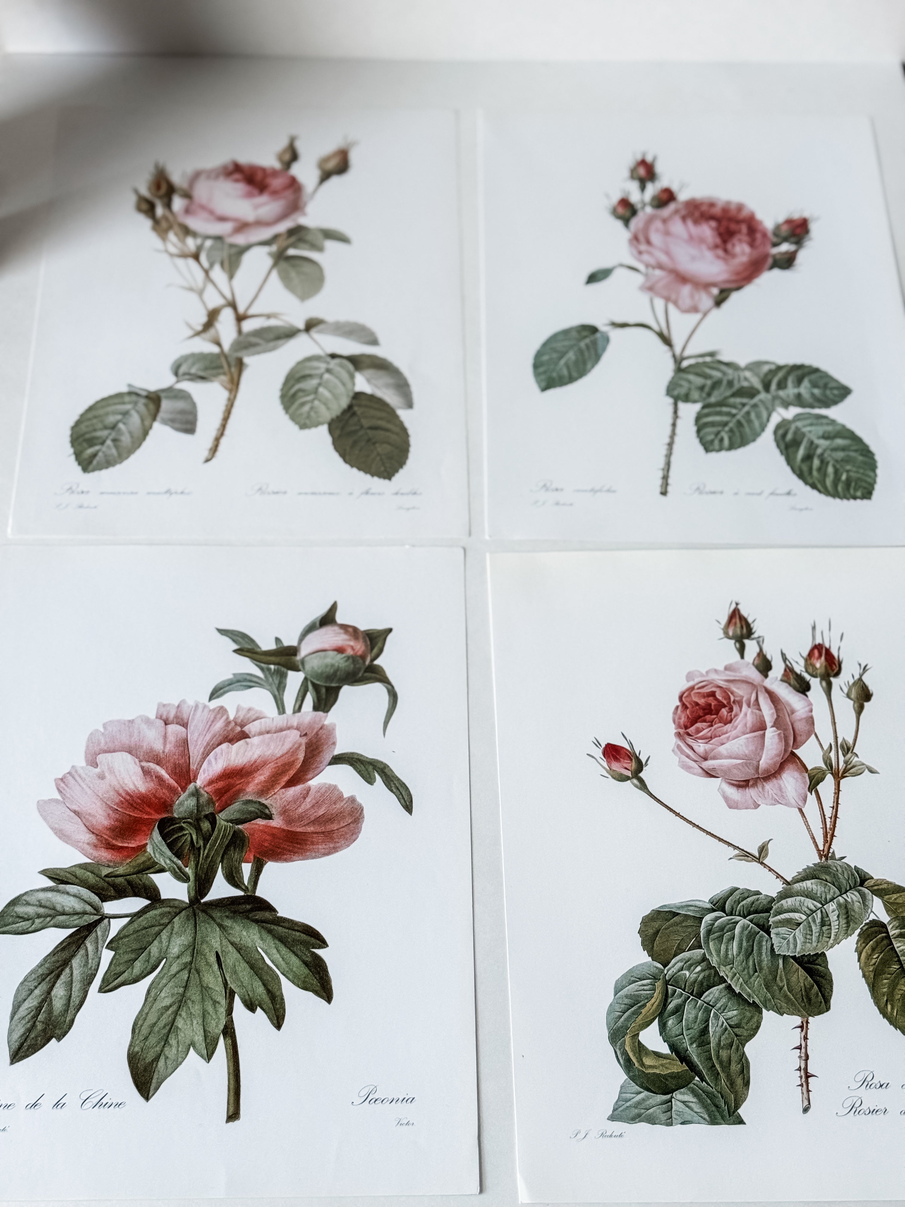 Vintage French Cardstock Rose And Floral Prints