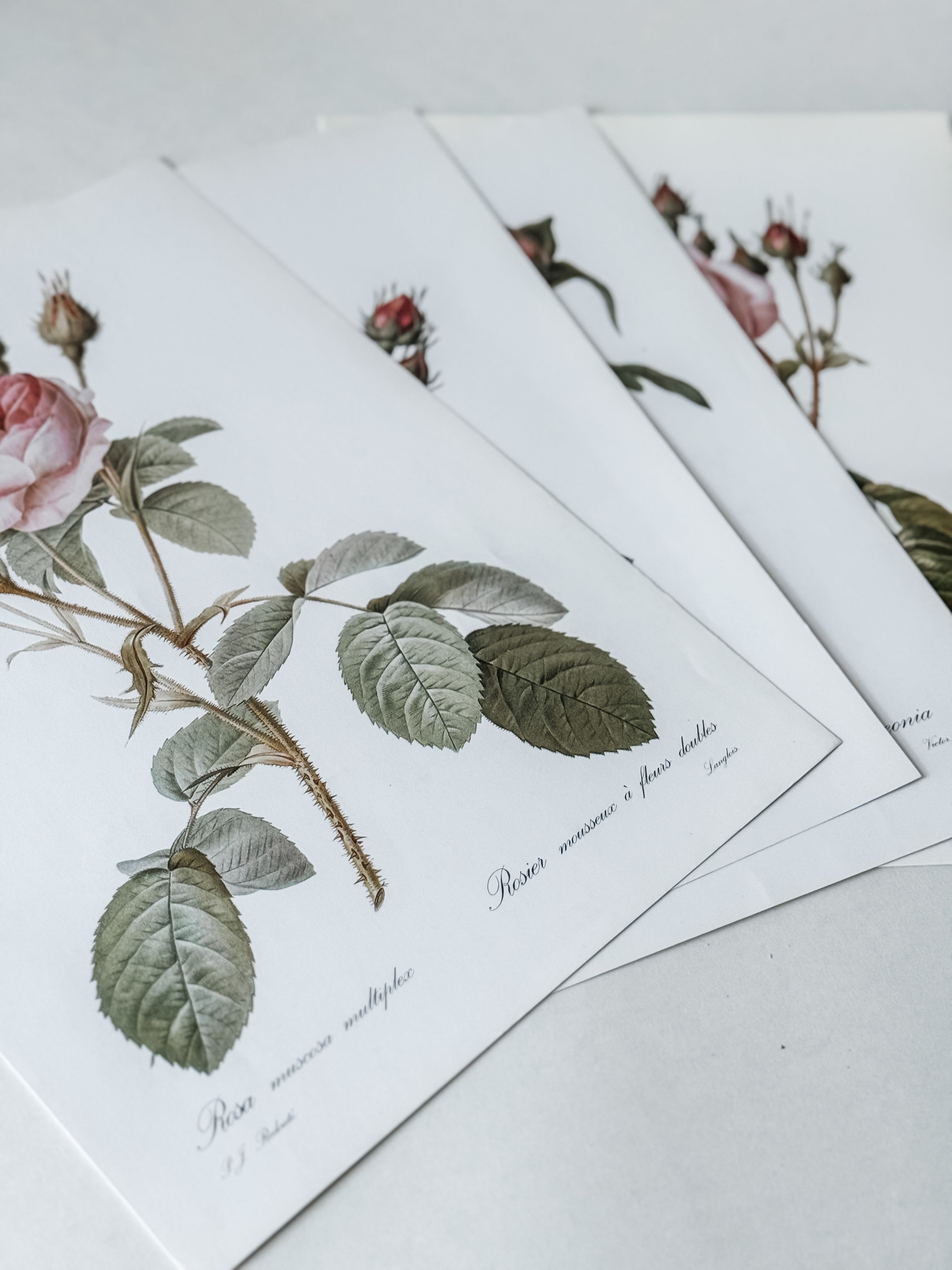 Vintage French Cardstock Rose And Floral Prints