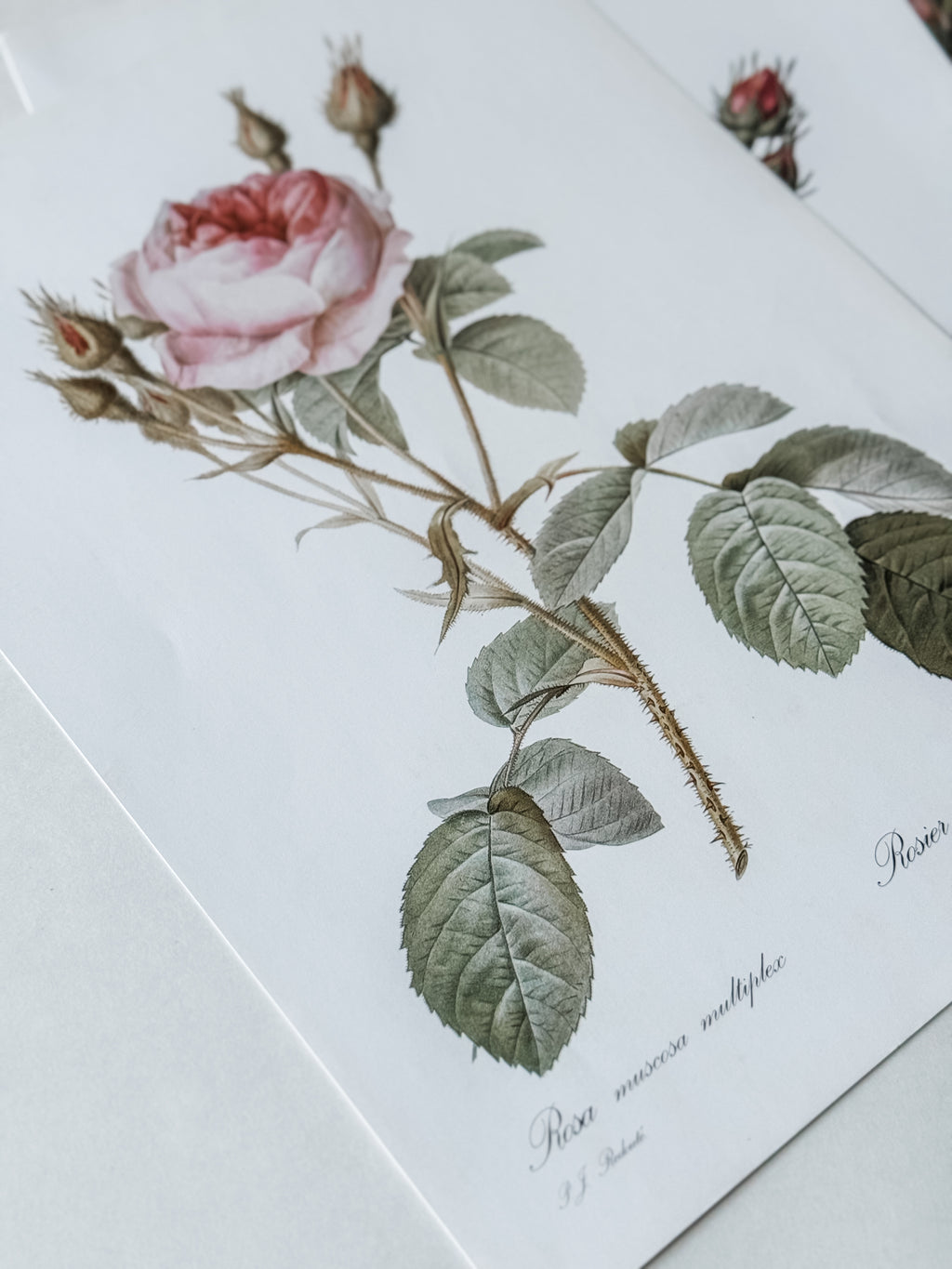 Vintage French Cardstock Rose And Floral Prints