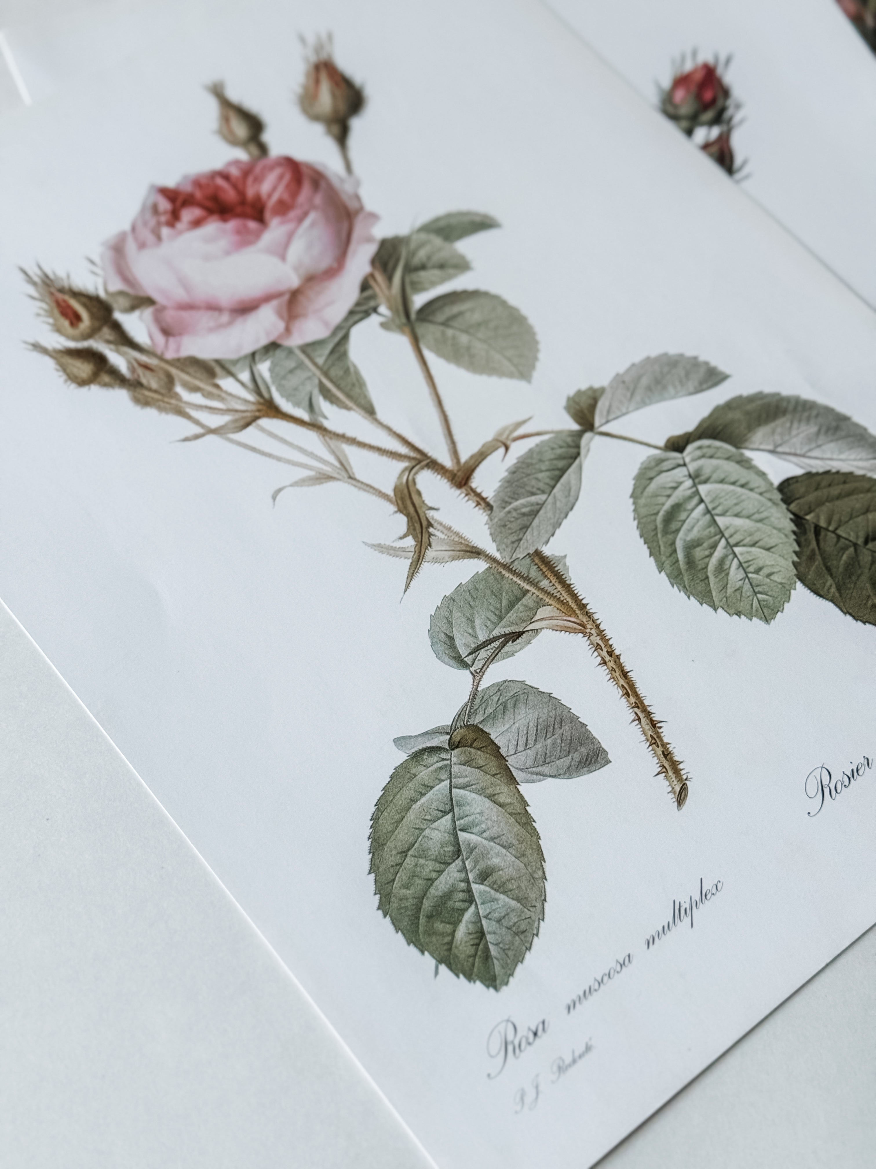 Vintage French Cardstock Rose And Floral Prints
