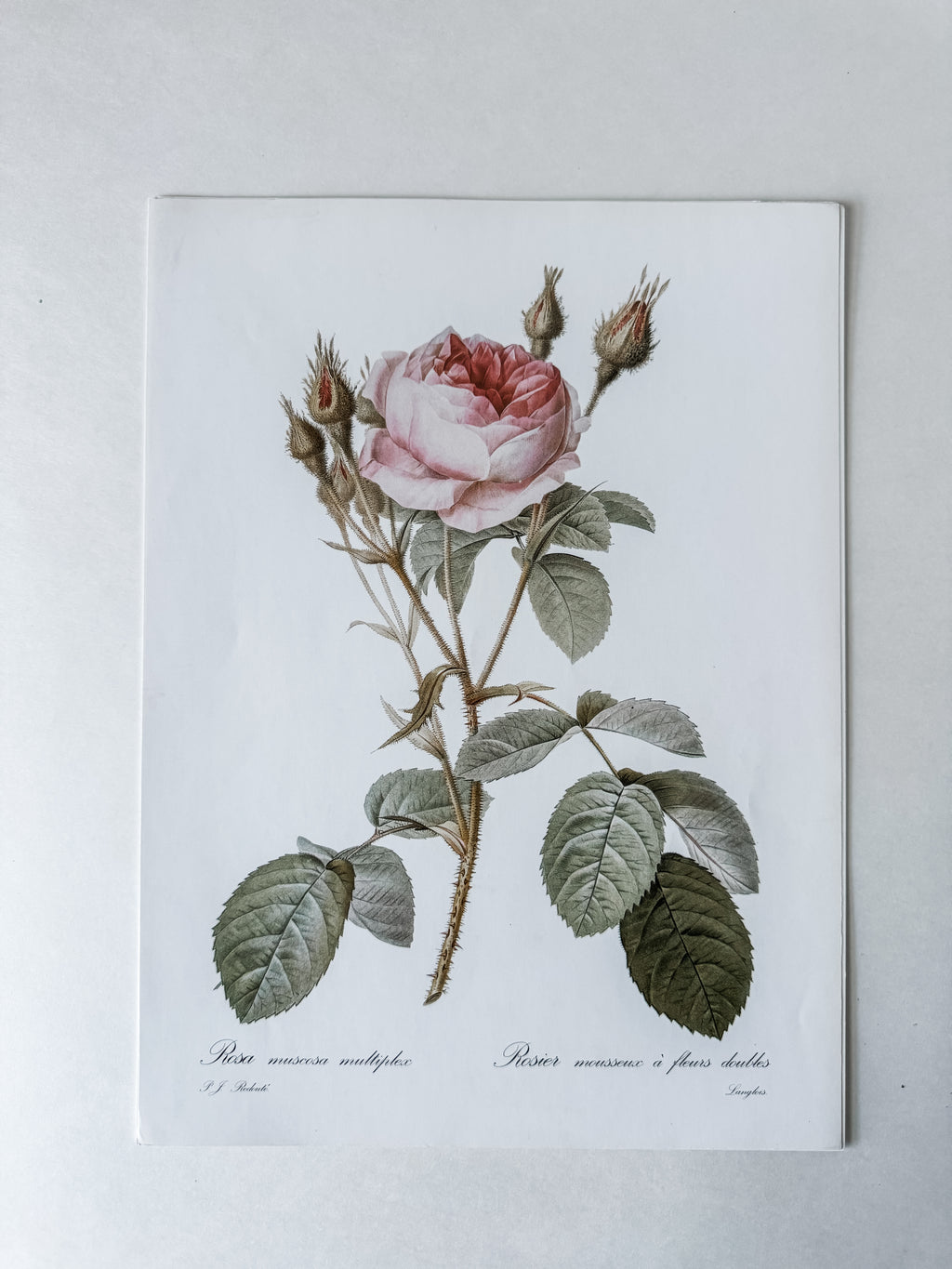 Vintage French Cardstock Rose And Floral Prints